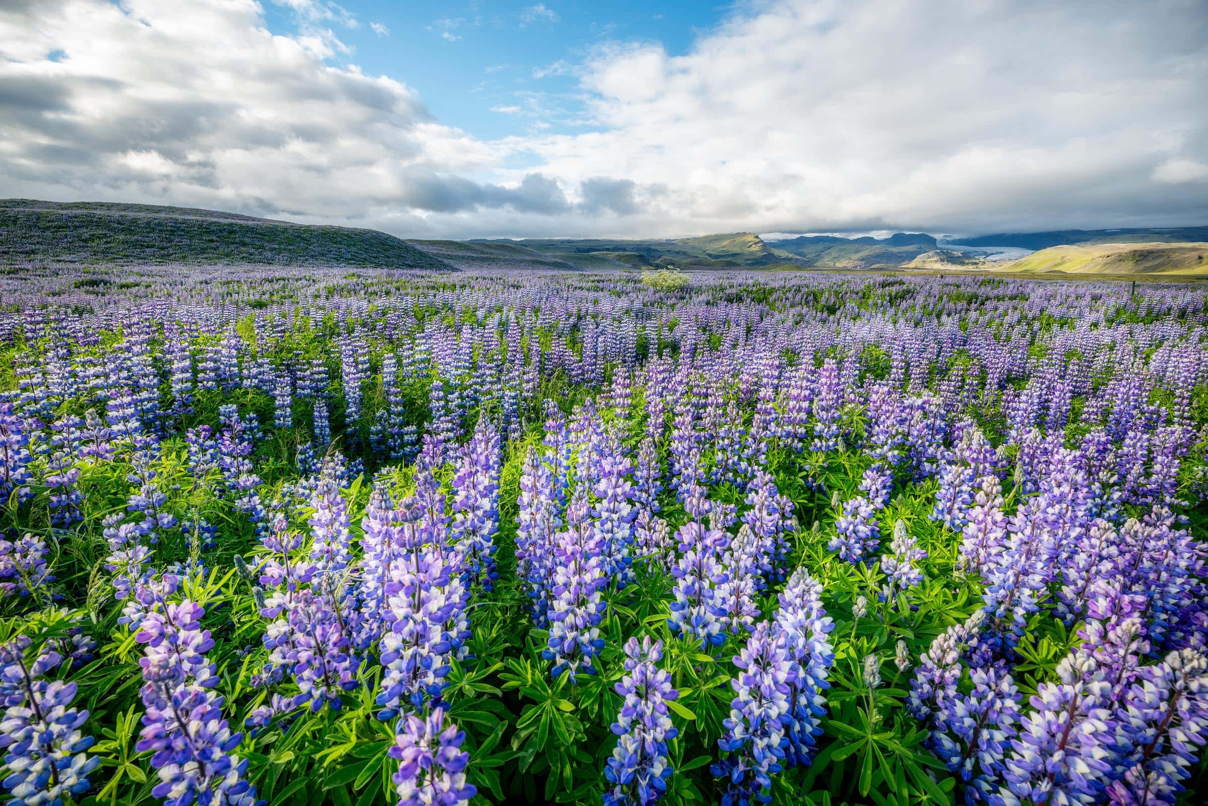 Photograph of Lupine Field in Ring Road, Iceland by Brent Goldman Photography