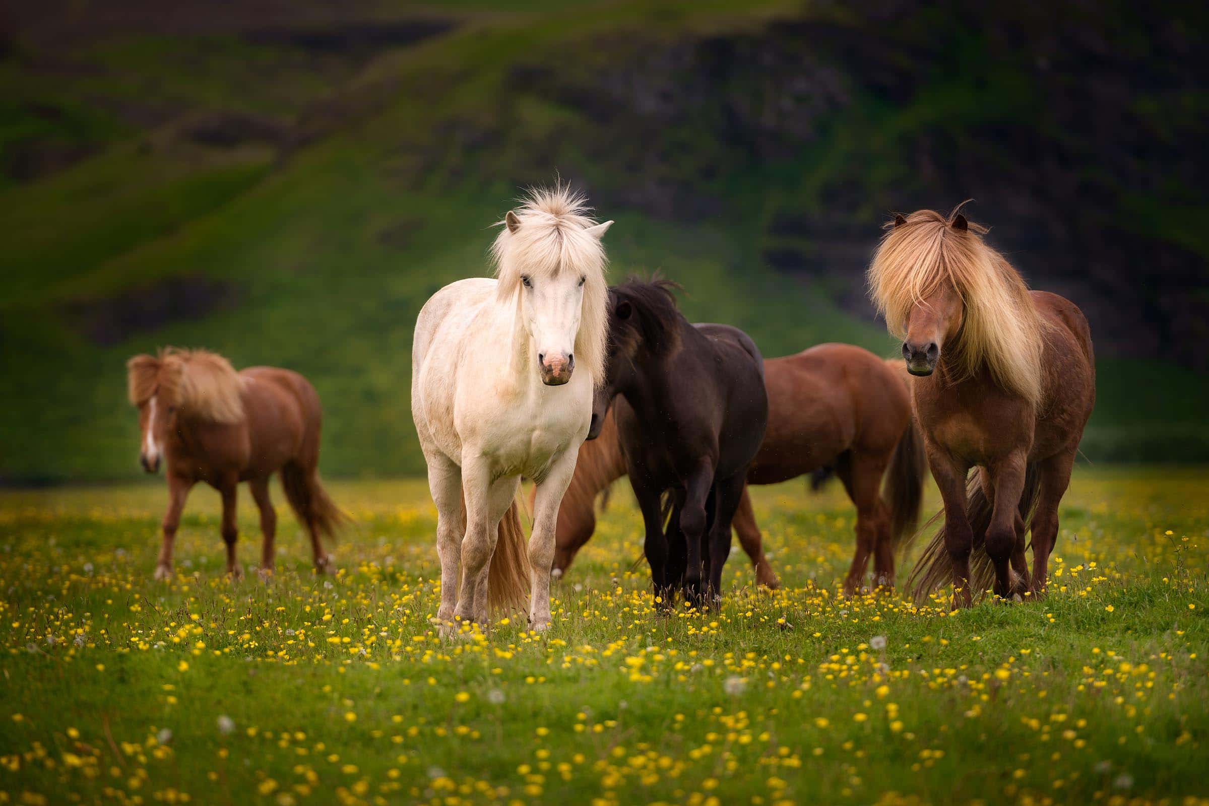 Photograph of Horses in Ring Road, Iceland by Brent Goldman Photography