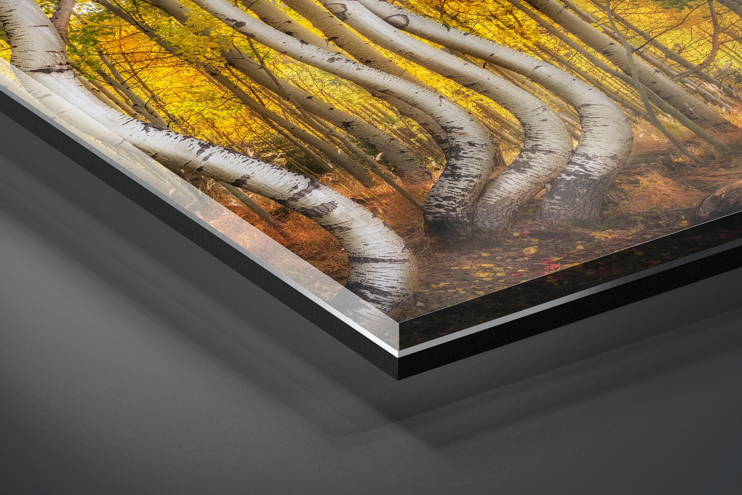 Fine art limited edition acrylic print of Bent Aspens in San Juan Mountains, Colorado by Brent Goldman Photography