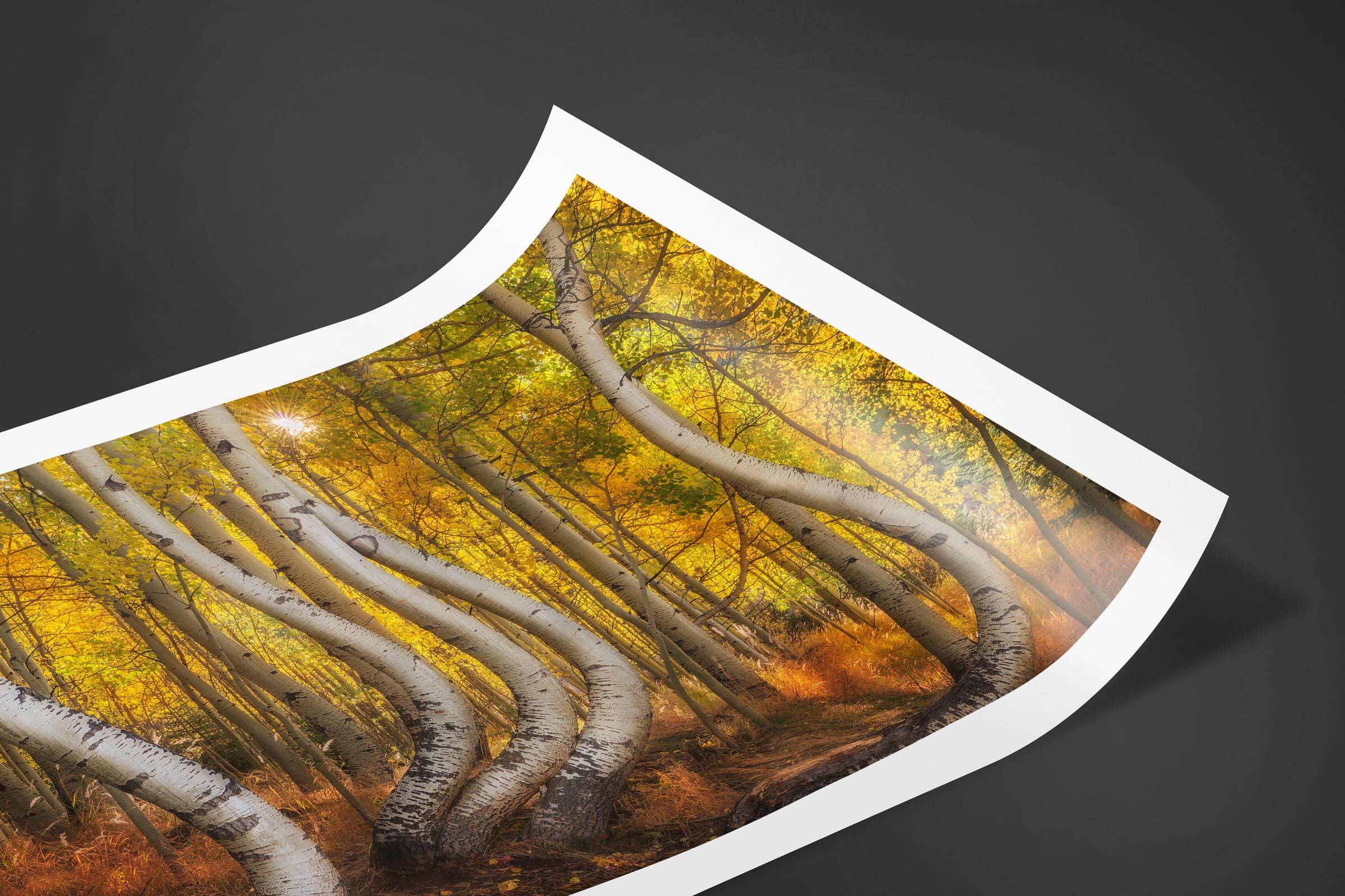 Fine art limited edition print of Bent Aspens in San Juan Mountains, Colorado by Brent Goldman Photography