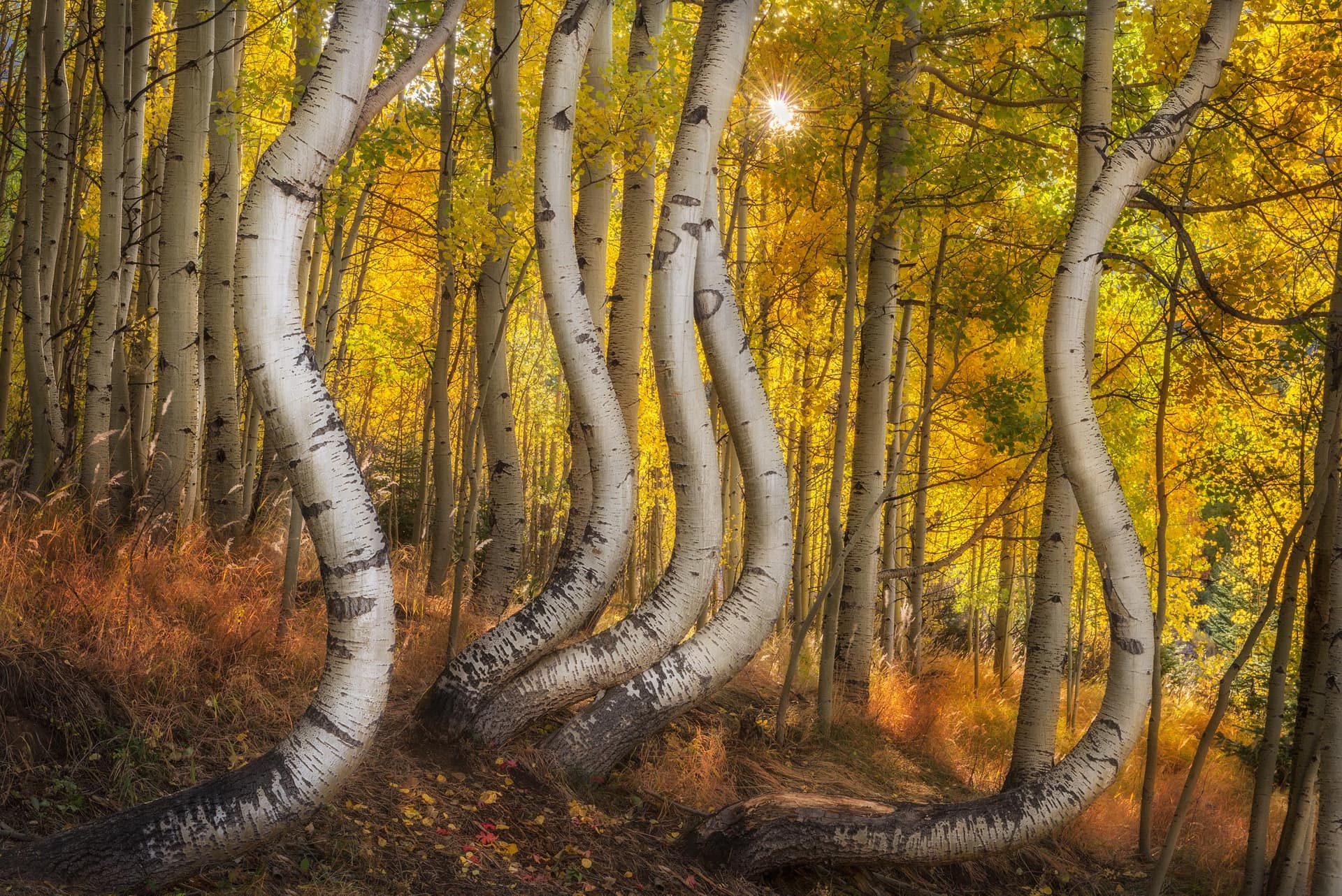 Photograph of Bent Aspens in San Juan Mountains, Colorado by Brent Goldman Photography