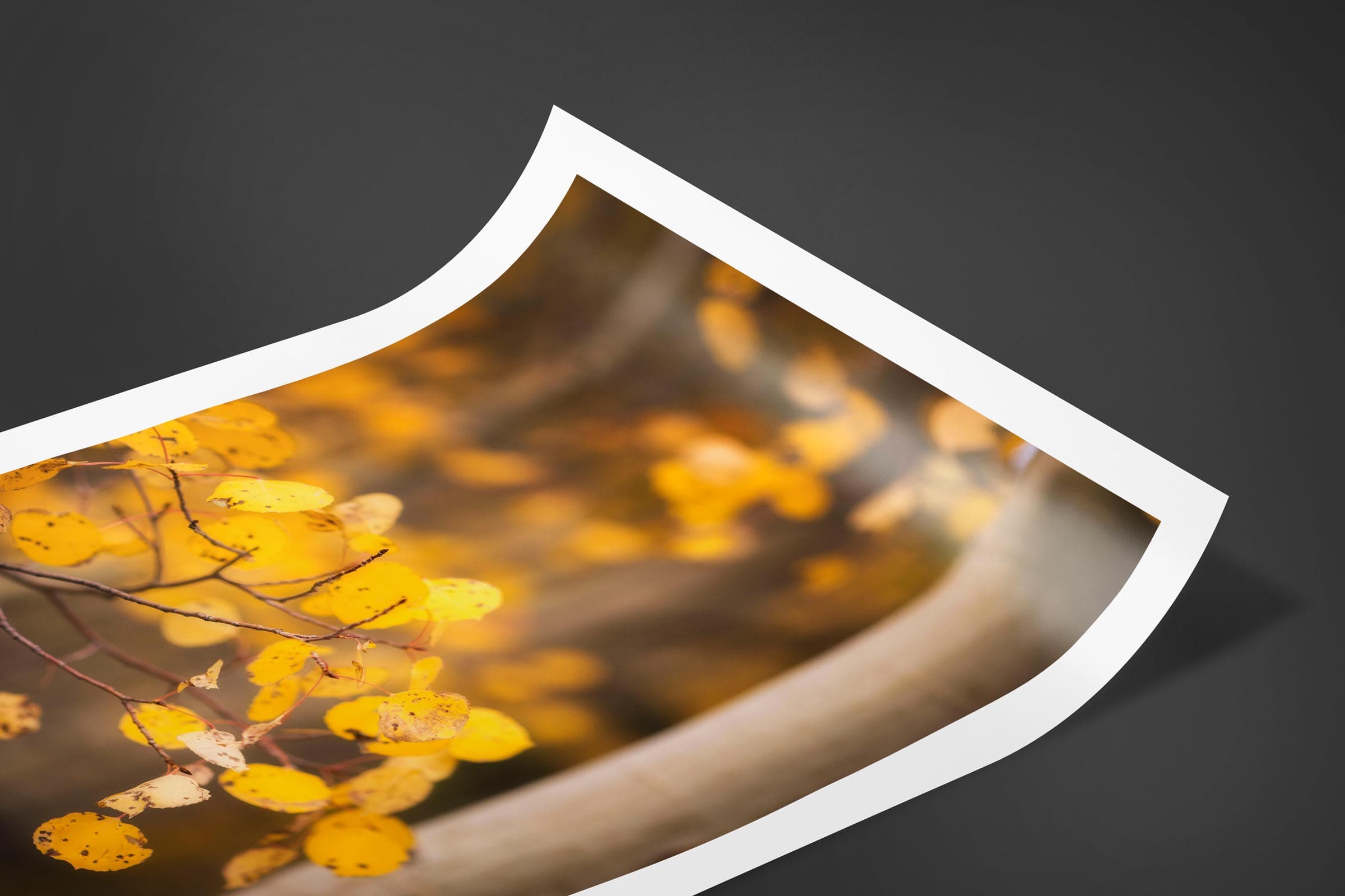 Fine art limited edition print of Aspen Leaves in Aspen, Colorado by Brent Goldman Photography