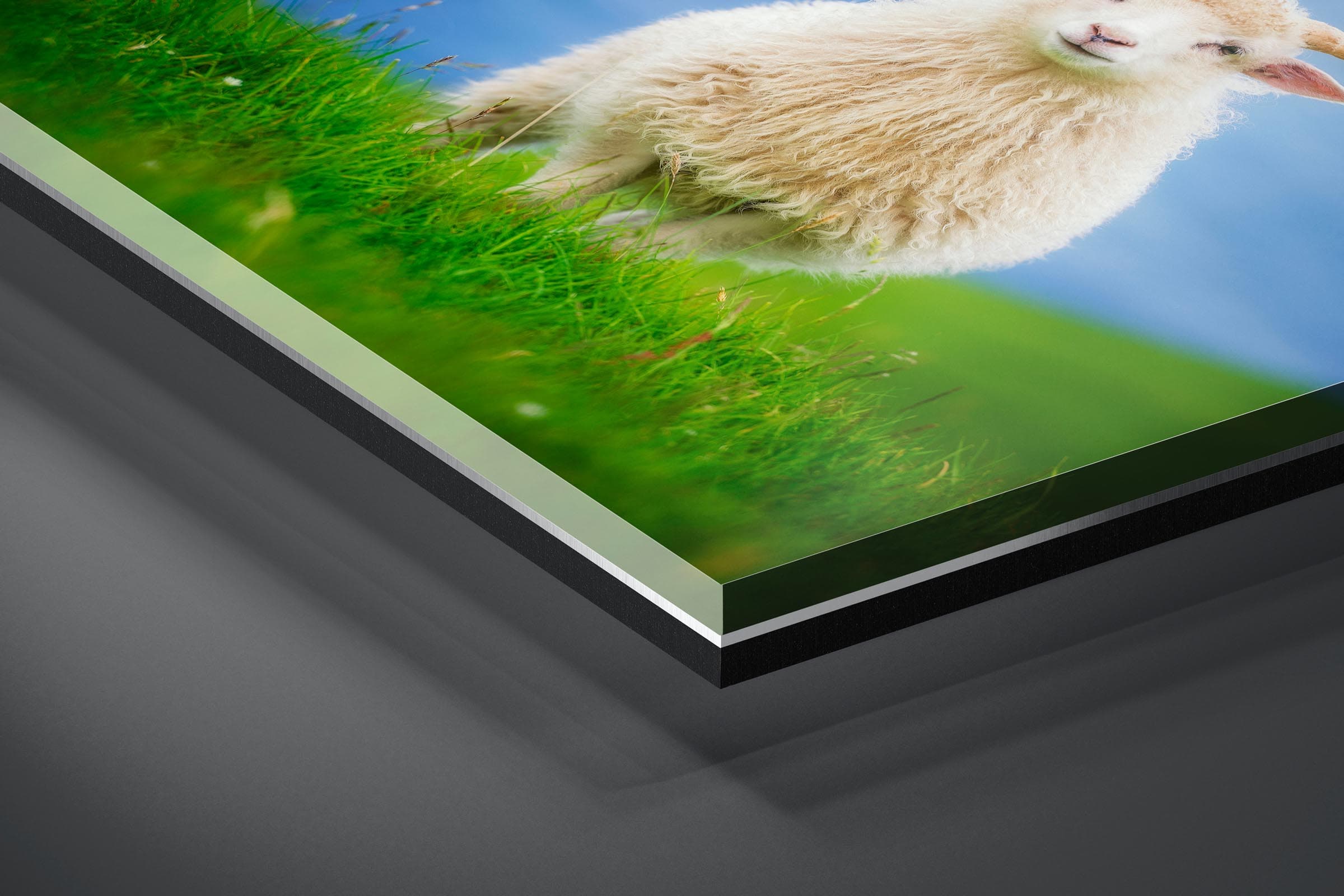 Fine art limited edition acrylic print of Sheep in Kalsoy, Faroe Islands by Brent Goldman Photography