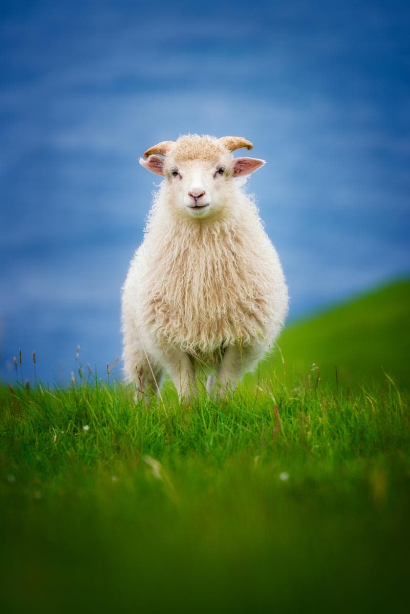 Photograph of Sheep in Kalsoy, Faroe Islands by Brent Goldman Photography