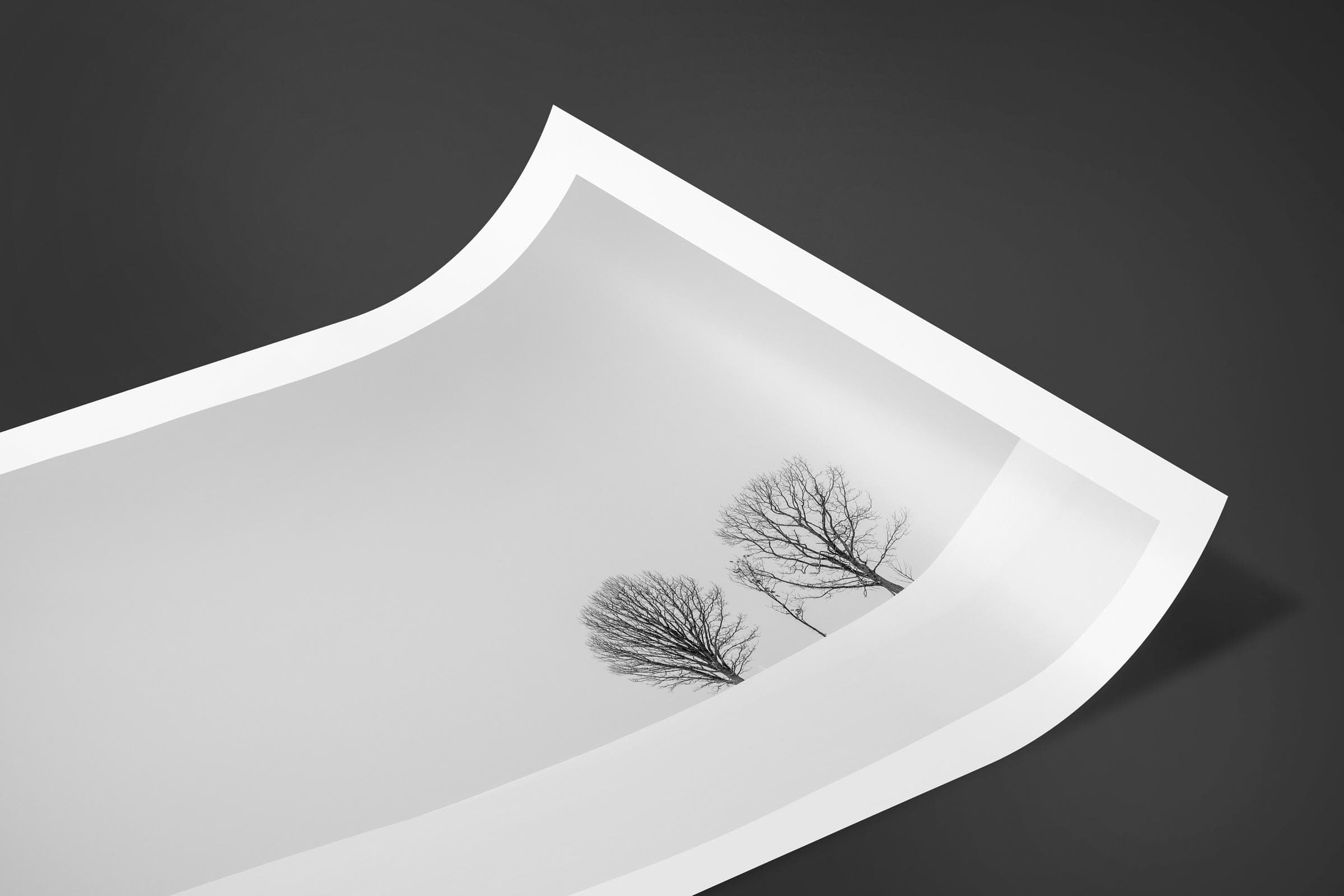 Fine art limited edition print of Parent-Child-Trees in Biei , Japan by Brent Goldman Photography