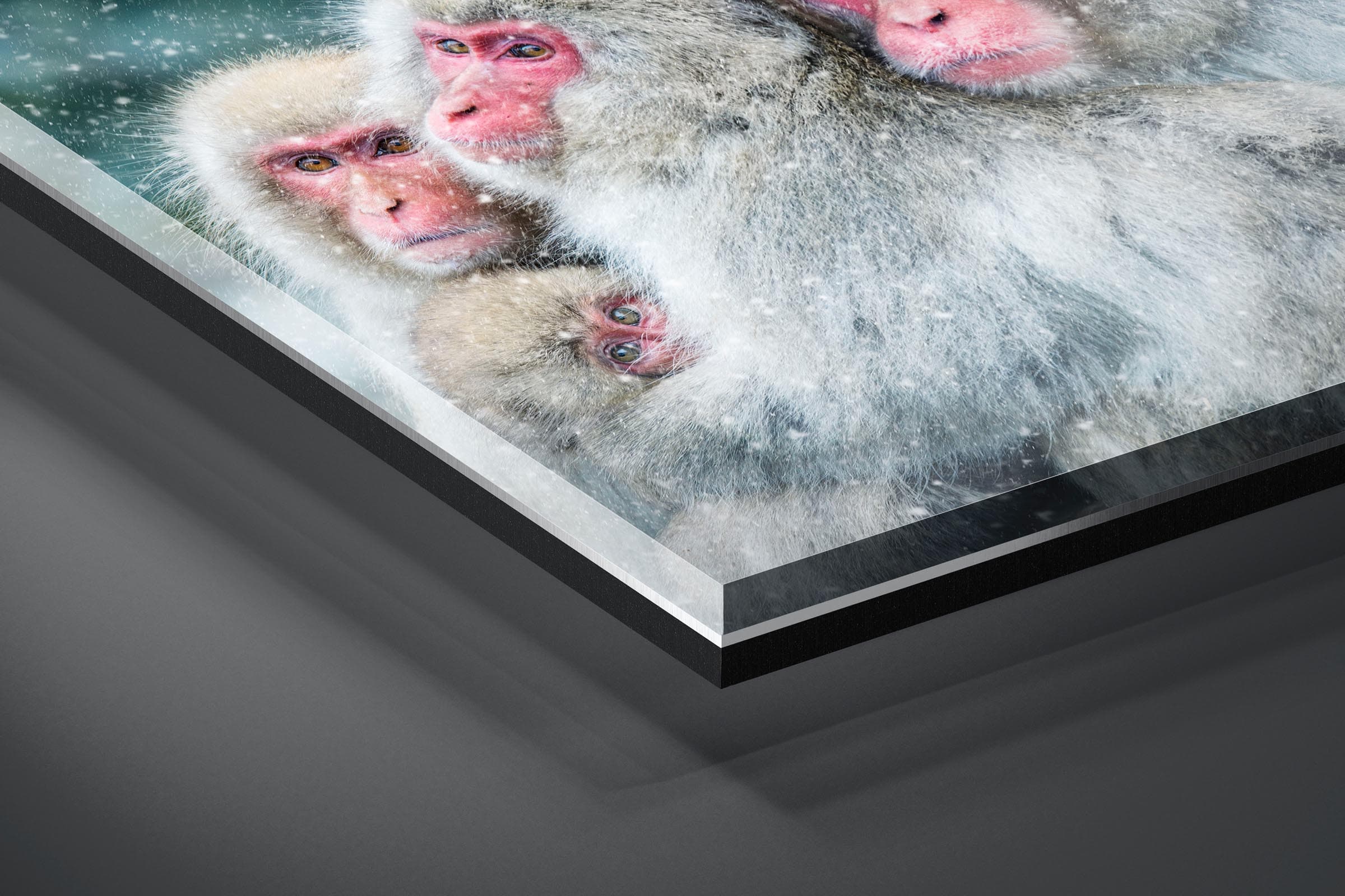 Fine art limited edition acrylic print of Snow Monkeys in Nagano, Japan by Brent Goldman Photography
