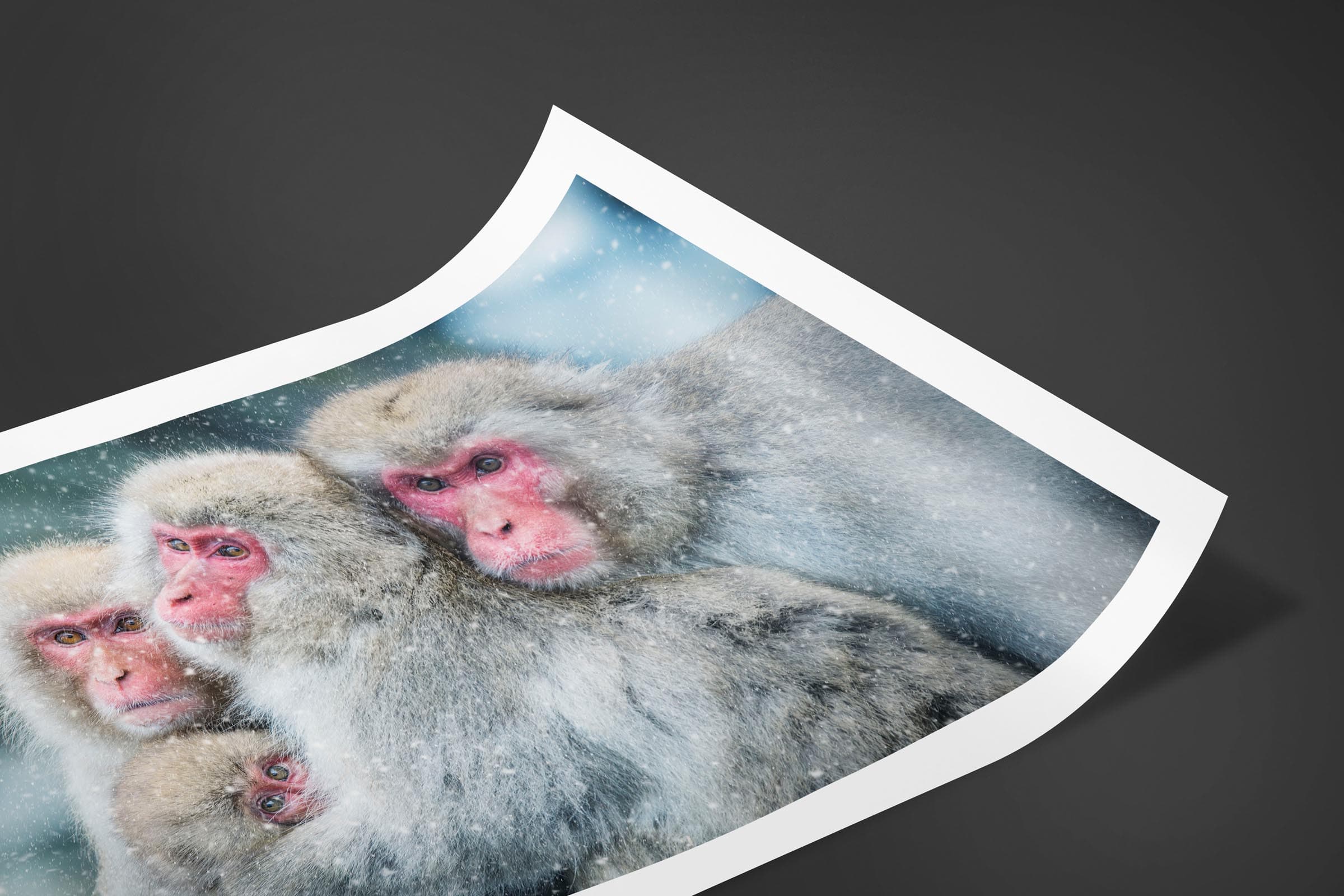 Fine art limited edition print of Snow Monkeys in Nagano, Japan by Brent Goldman Photography