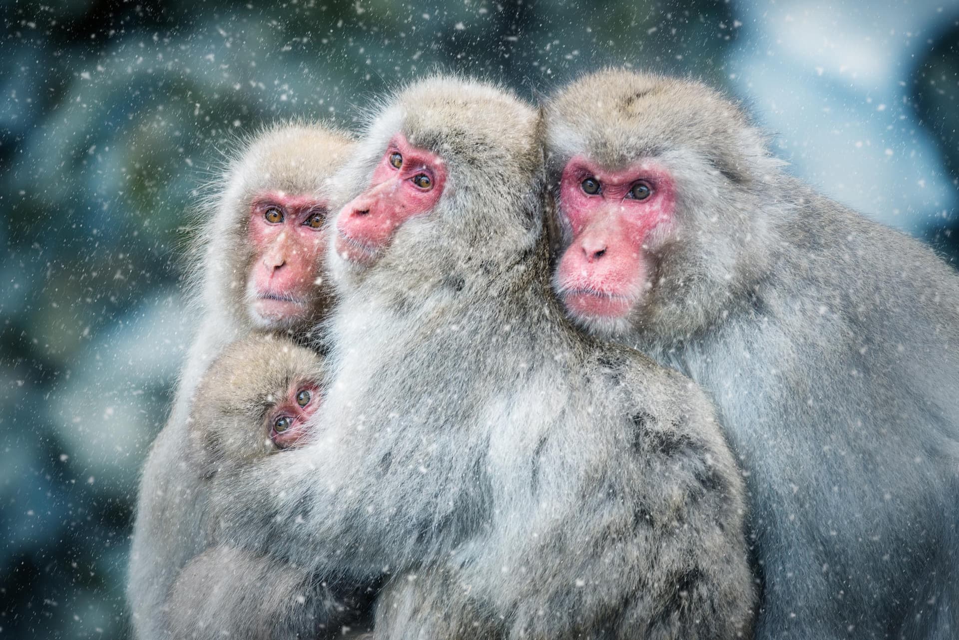 Photograph of Snow Monkeys in Nagano, Japan by Brent Goldman Photography