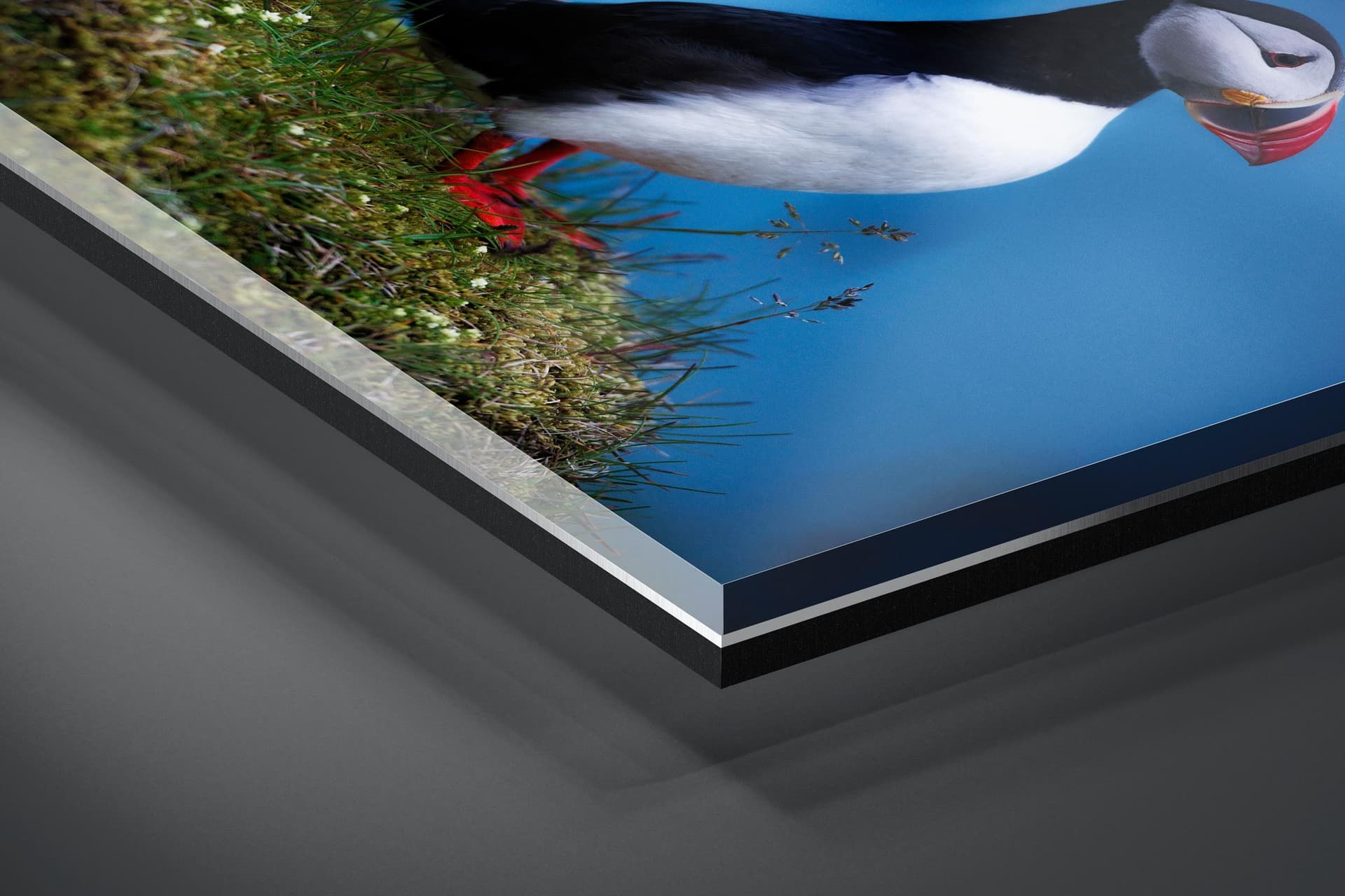 Fine art limited edition acrylic print of Puffin in Vik, Iceland by Brent Goldman Photography