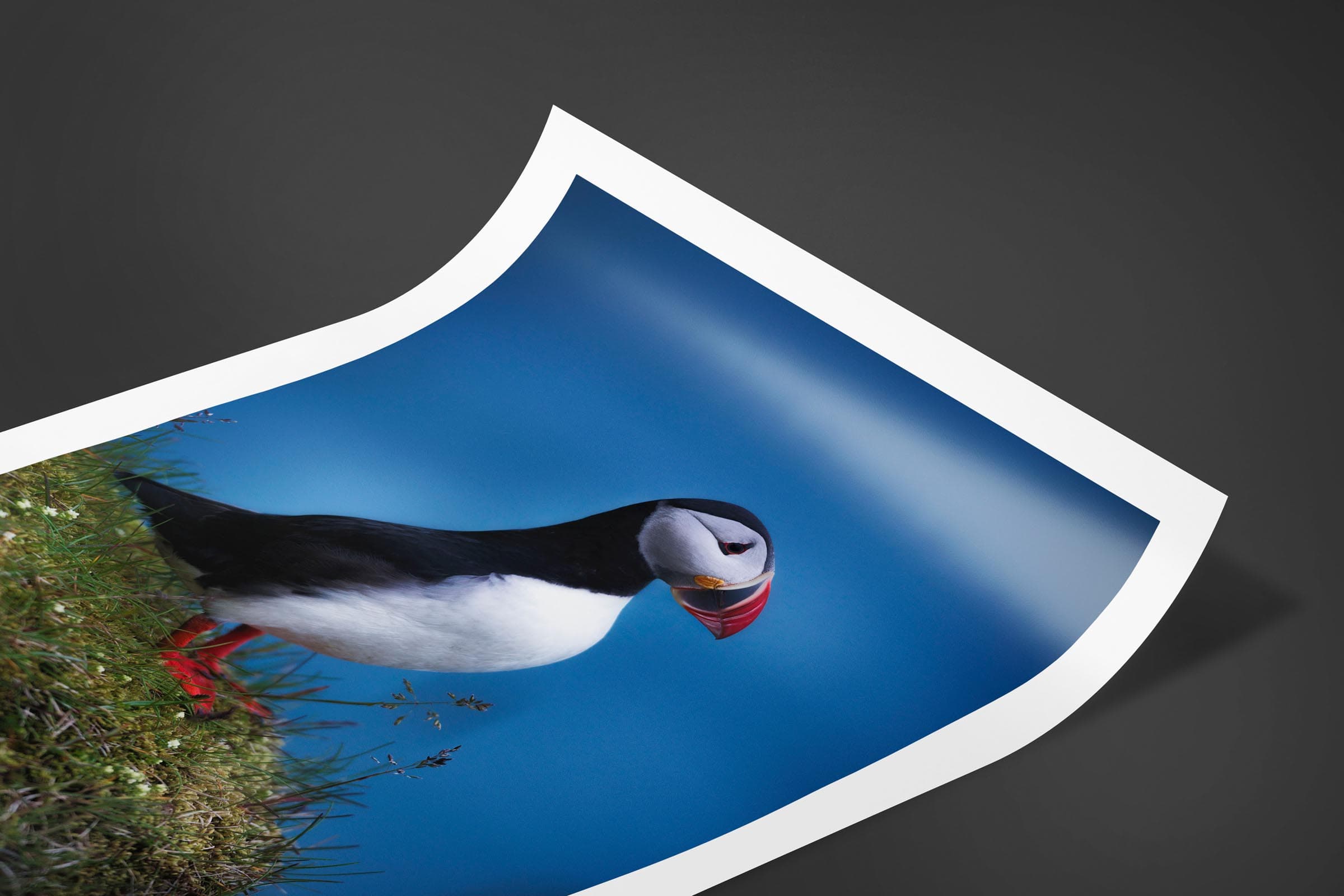 Fine art limited edition print of Puffin in Vik, Iceland by Brent Goldman Photography