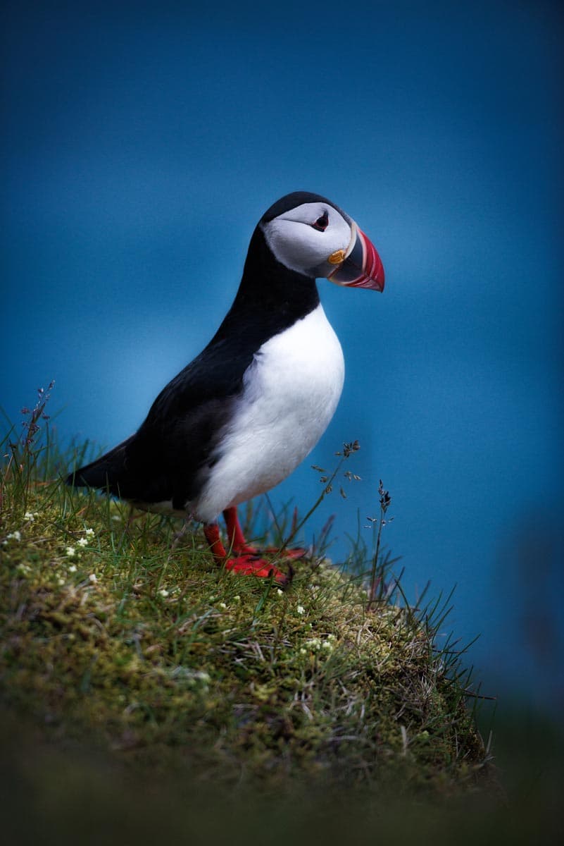 Photograph of Puffin in Vik, Iceland by Brent Goldman Photography