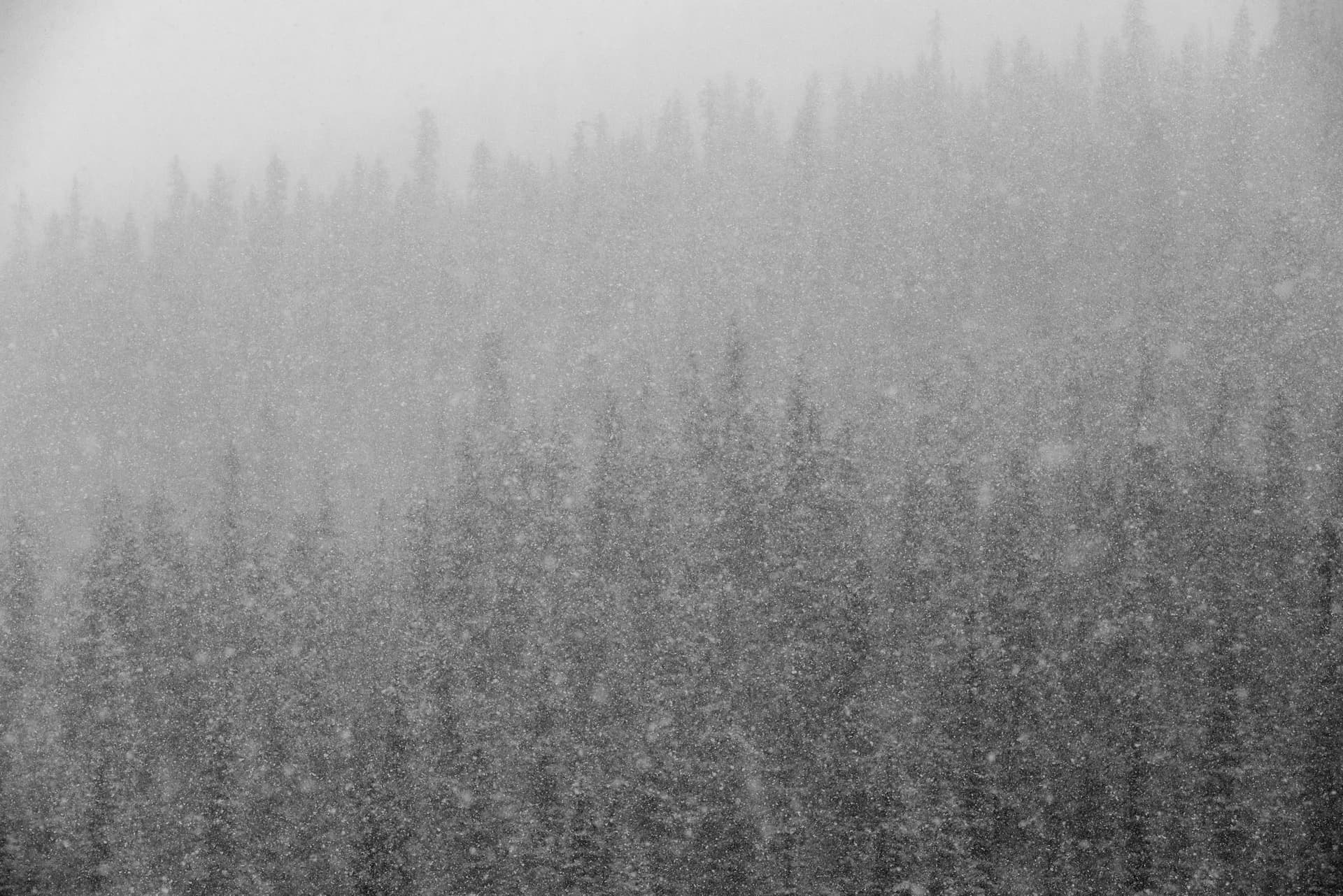 Photograph of Snowstorm in Banff, Canada by Brent Goldman Photography