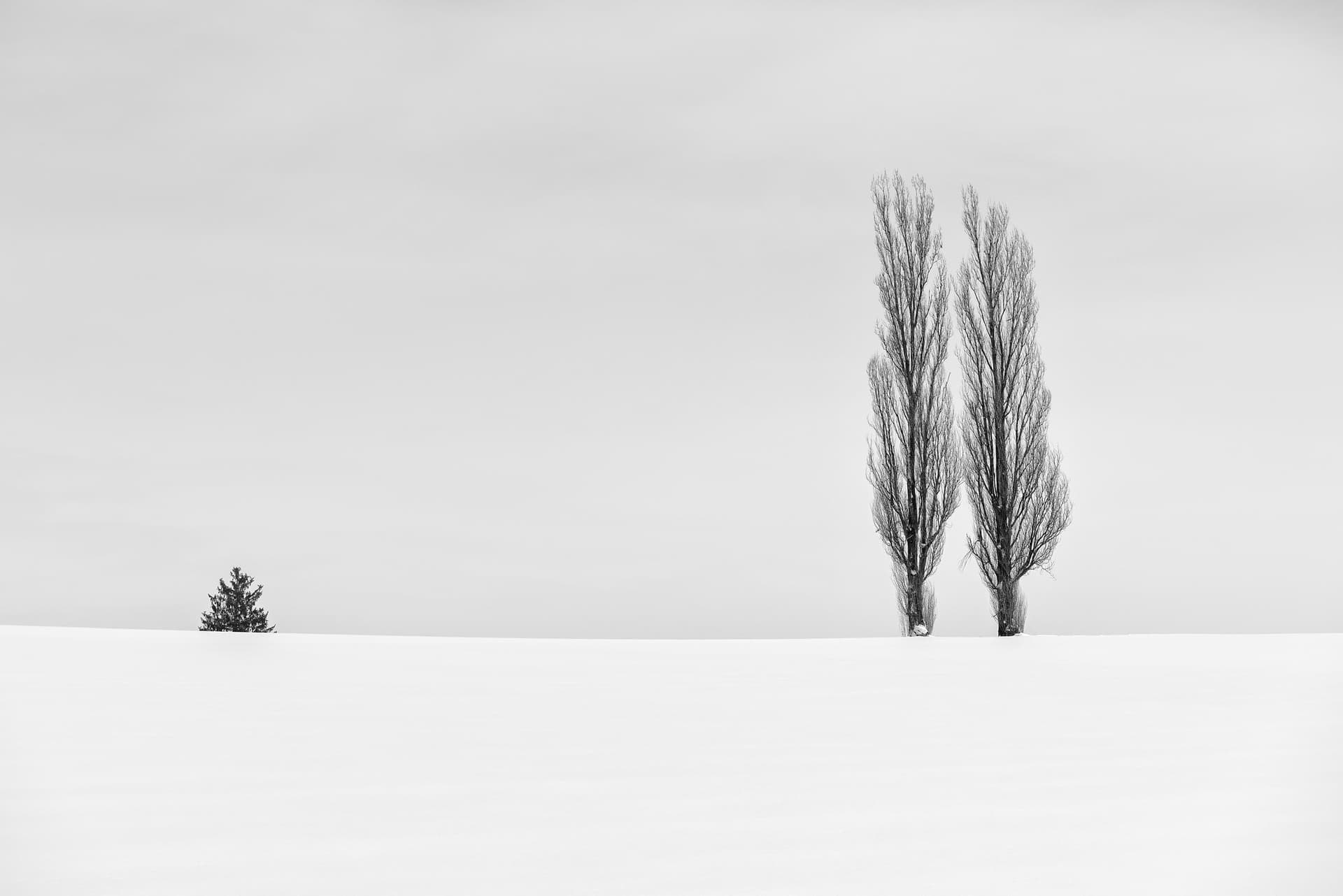 Photograph of Trees in Biei, Japan by Brent Goldman Photography