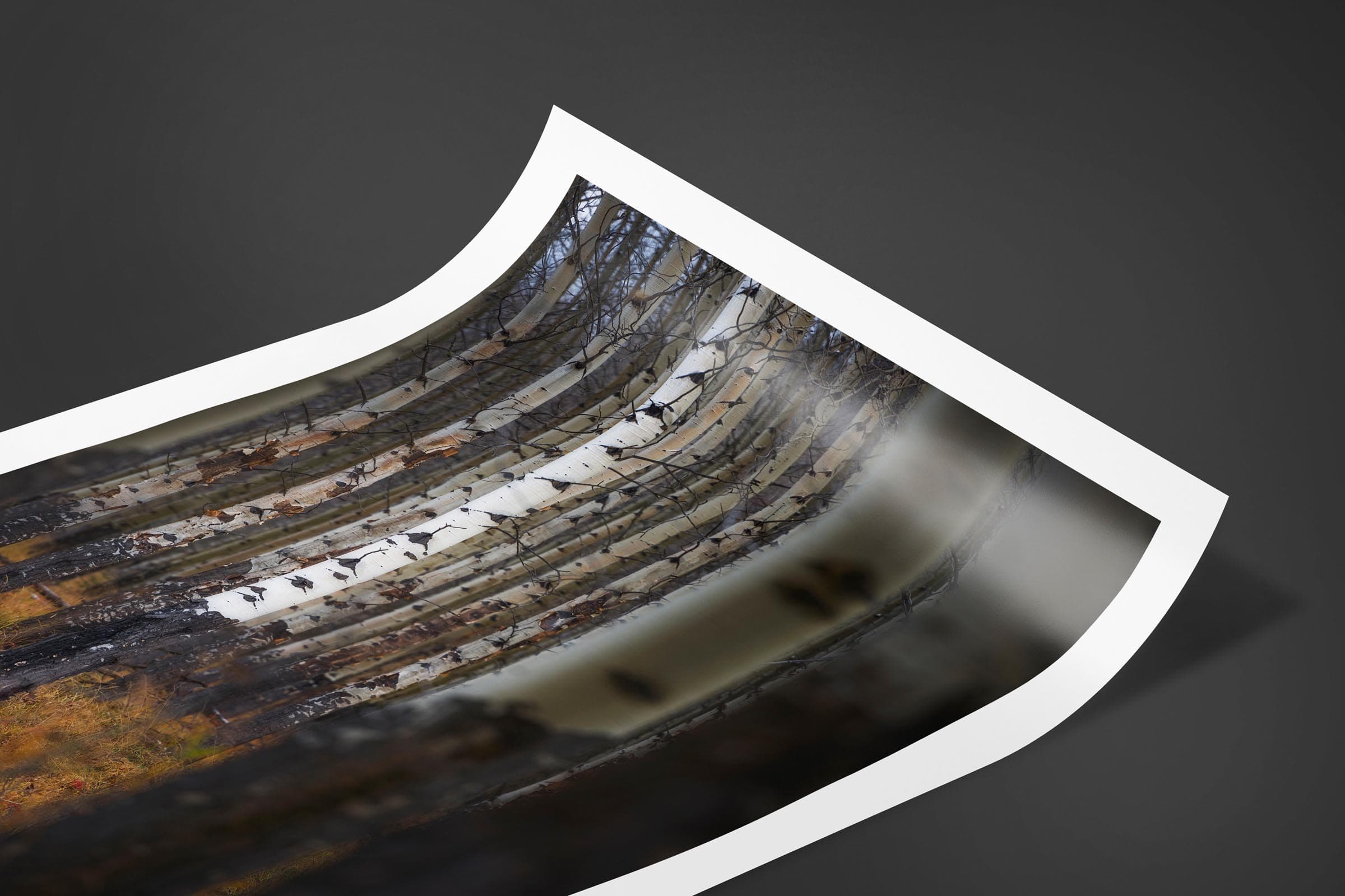 Fine art limited edition print of Aspen Forest in Banff, Canada by Brent Goldman Photography