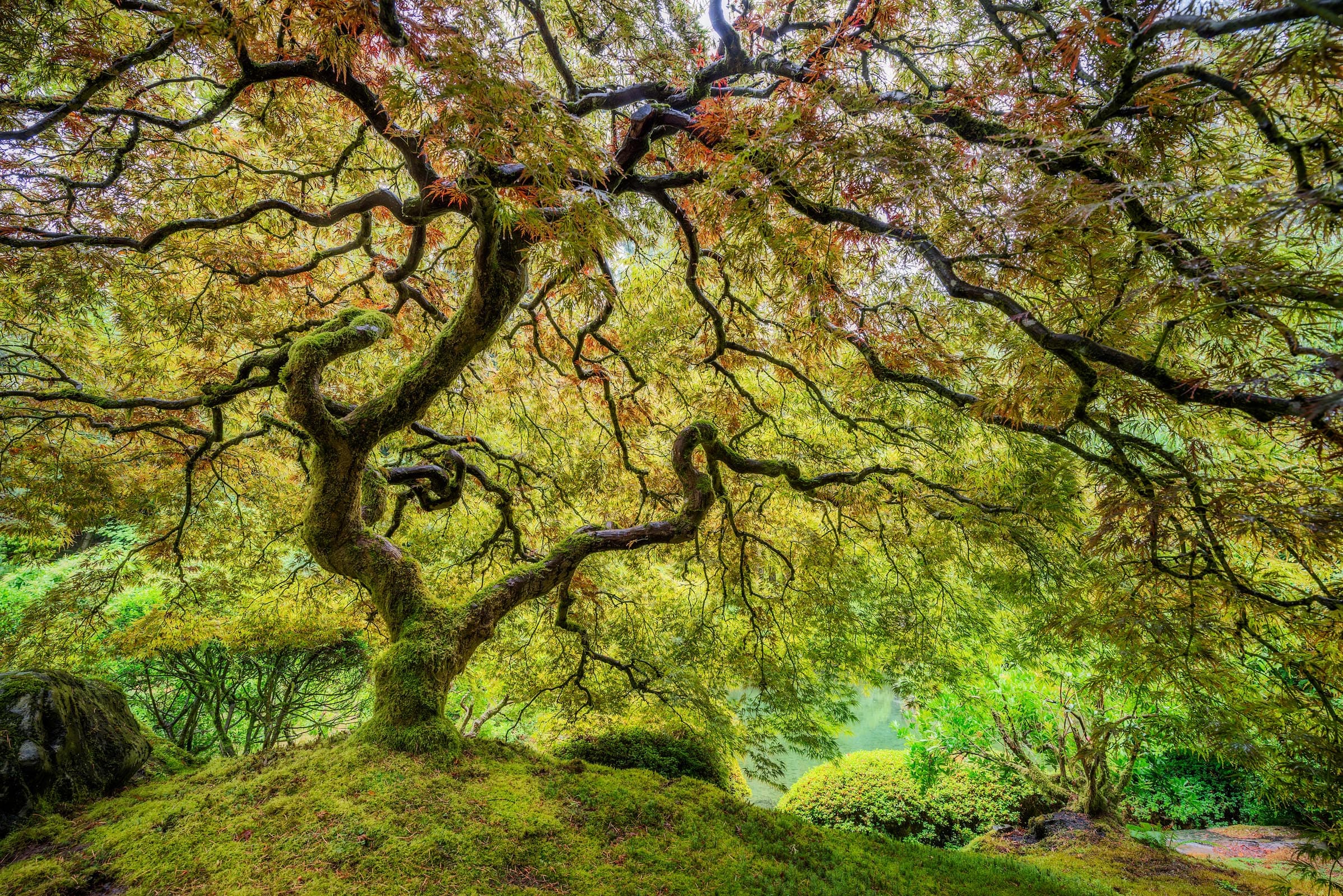 Photograph of Japanese Maple in Portland, Oregon by Brent Goldman Photography