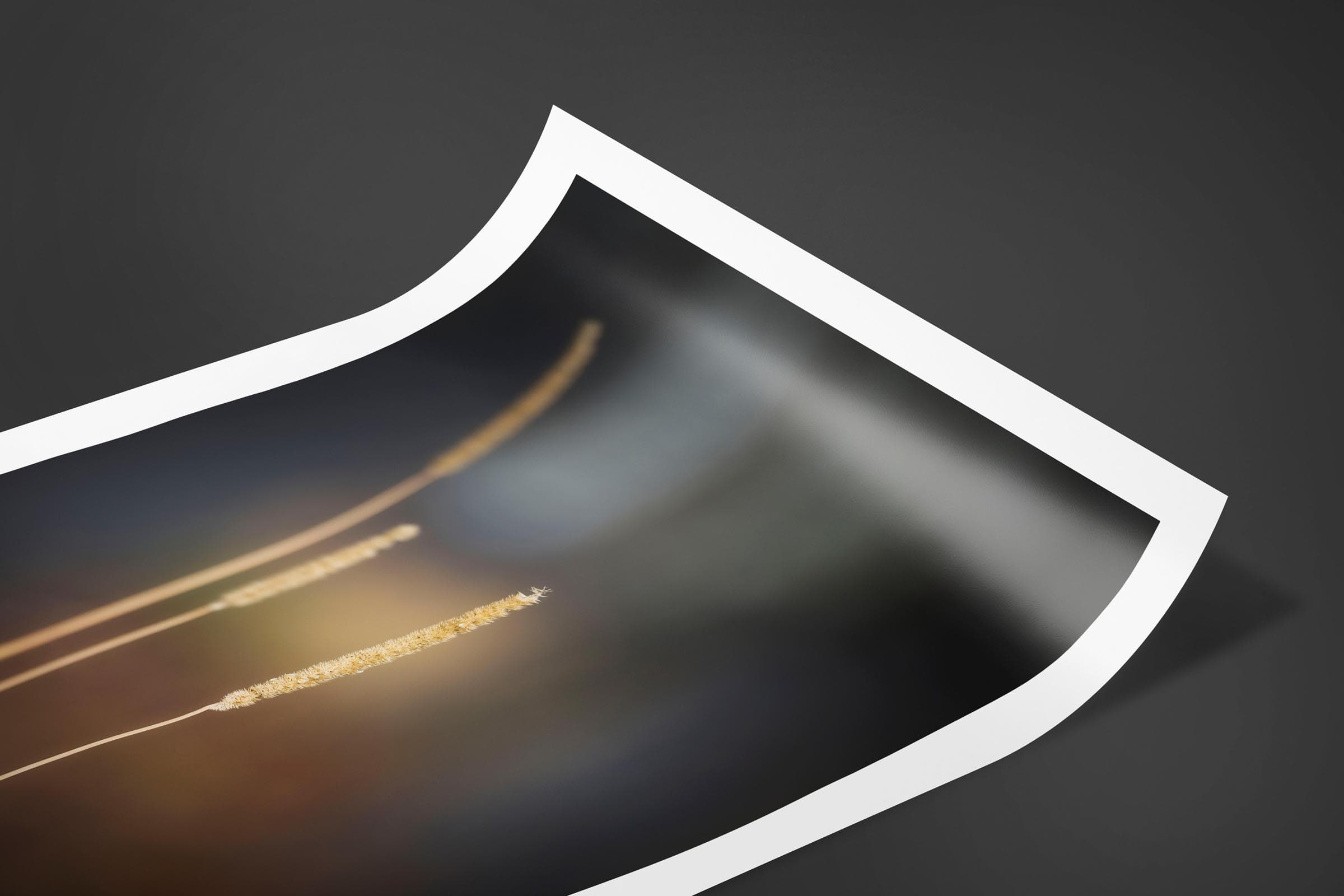 Fine art limited edition print of Grass Strands in Banff, Canada by Brent Goldman Photography