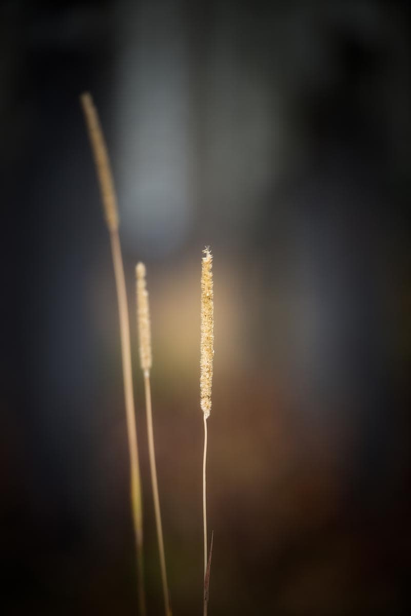 Photograph of Grass Strands in Banff, Canada by Brent Goldman Photography