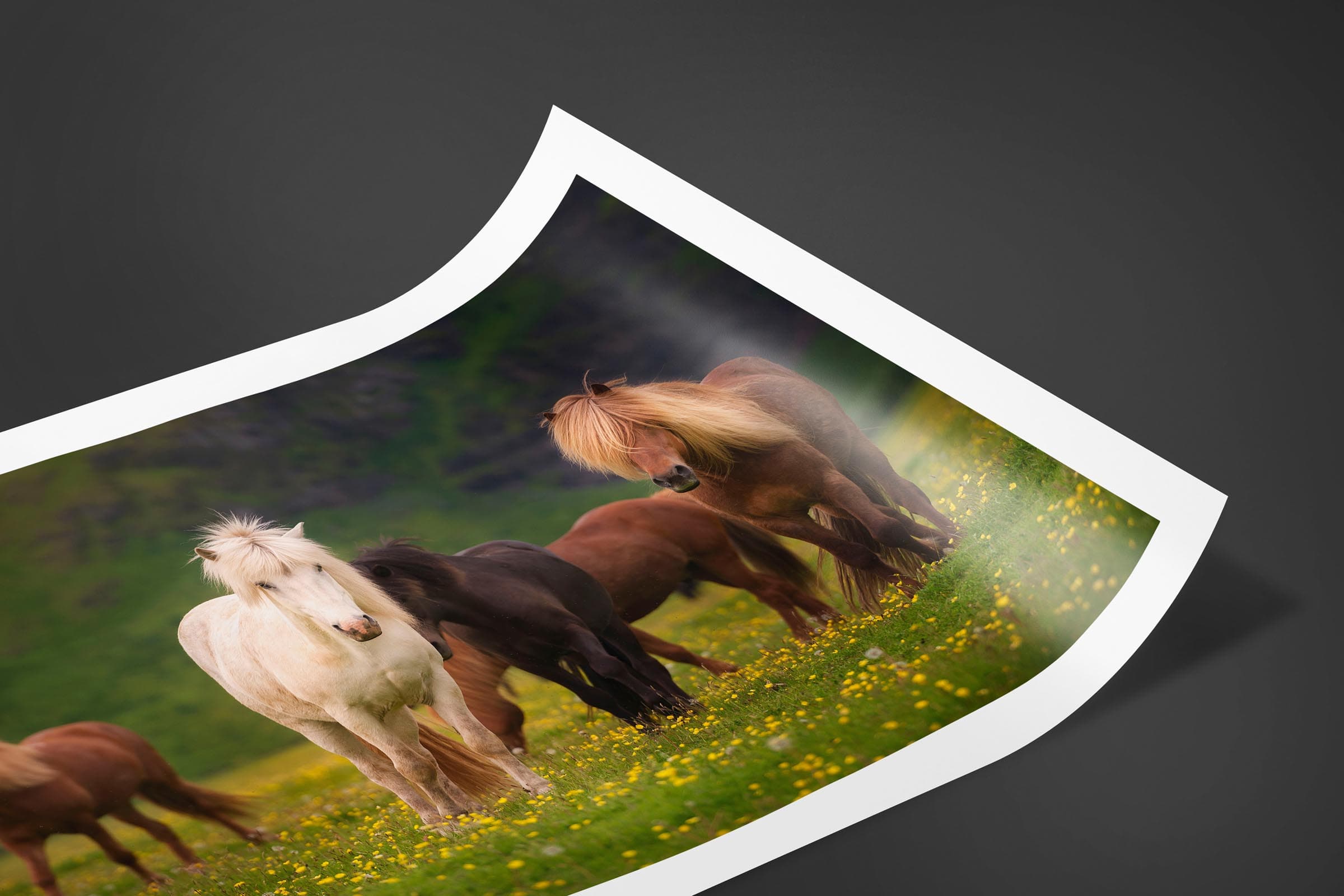 Fine art limited edition print of Horses in Ring Road, Iceland by Brent Goldman Photography