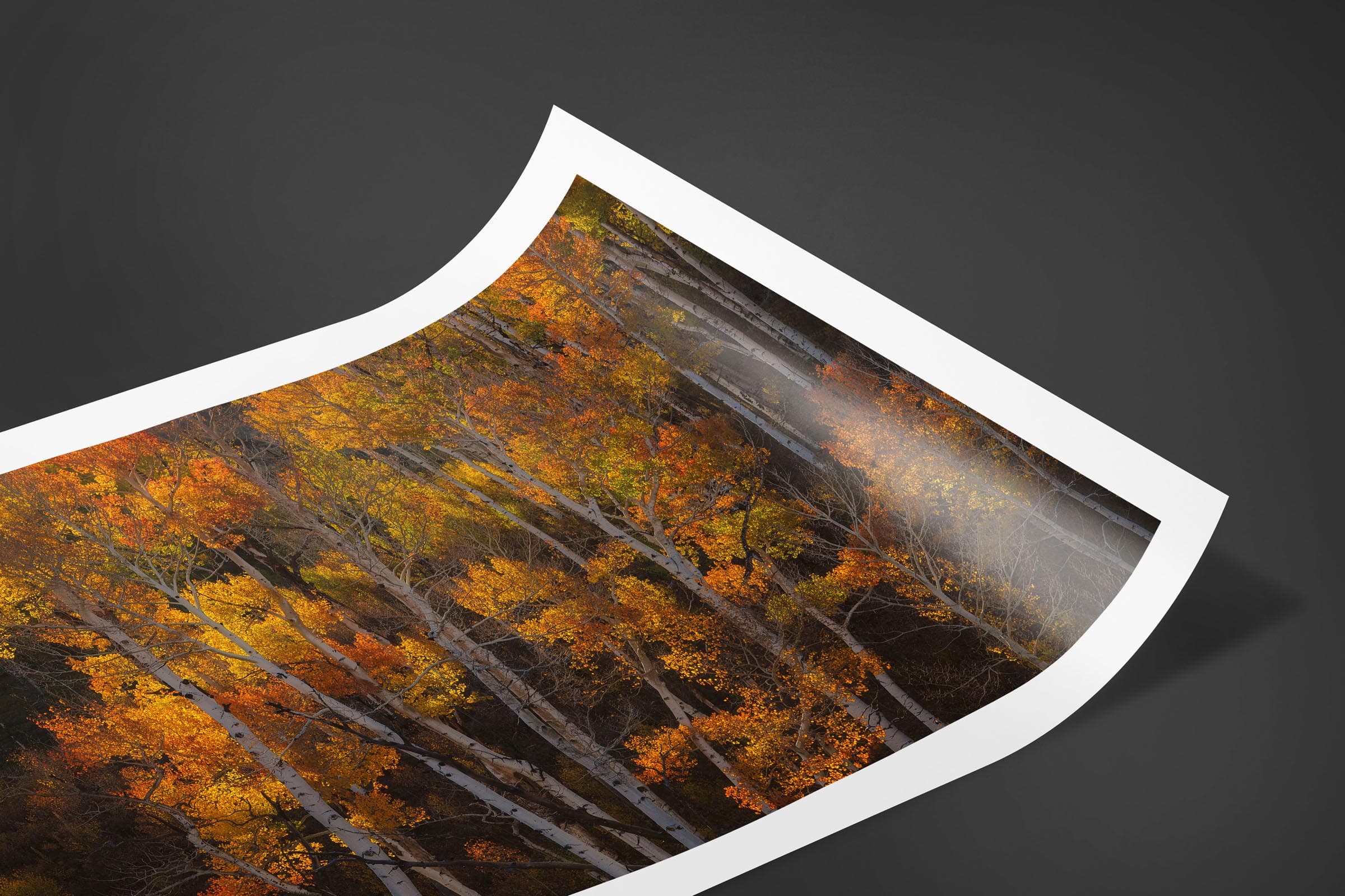 Fine art limited edition print of Aspen Forest in San Juan Mountains, Colorado by Brent Goldman Photography