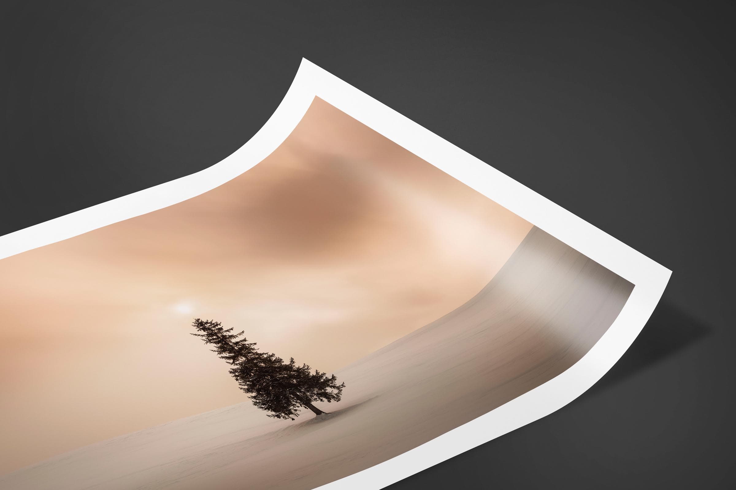 Fine art limited edition print of Christmas Tree in Biei, Japan by Brent Goldman Photography