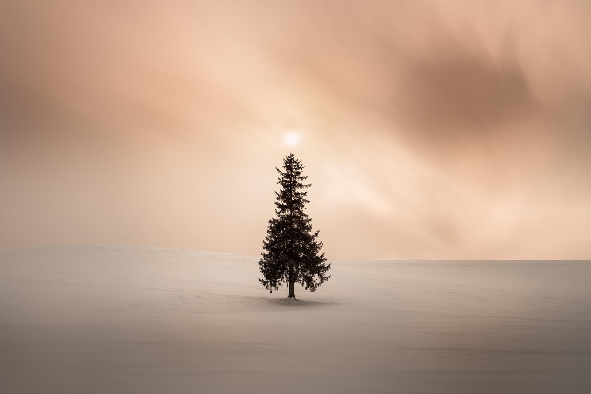 Photograph of Christmas Tree in Biei, Japan by Brent Goldman Photography