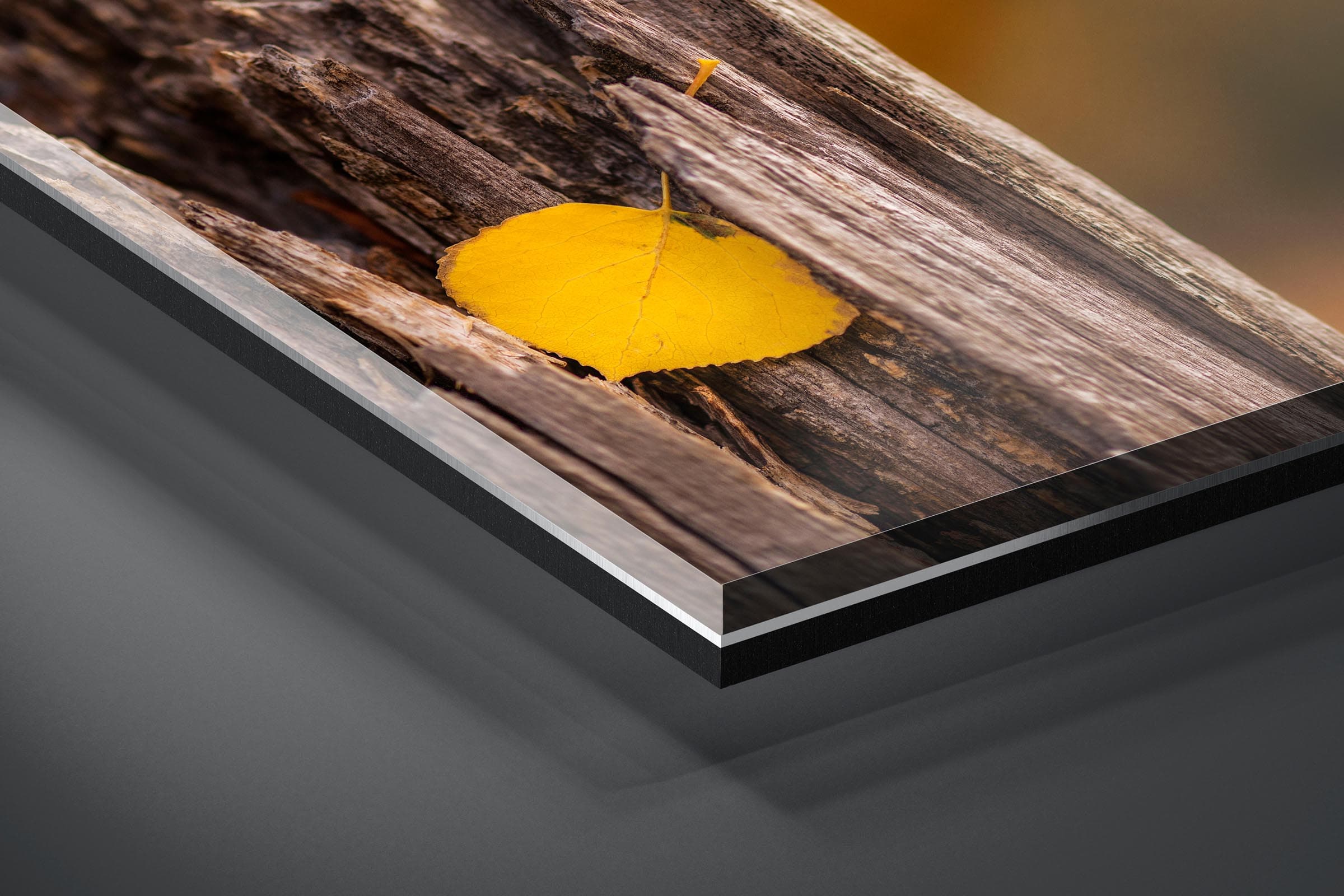 Fine art limited edition acrylic print of Resting Leaf in San Juan Mountains, Colorado by Brent Goldman Photography