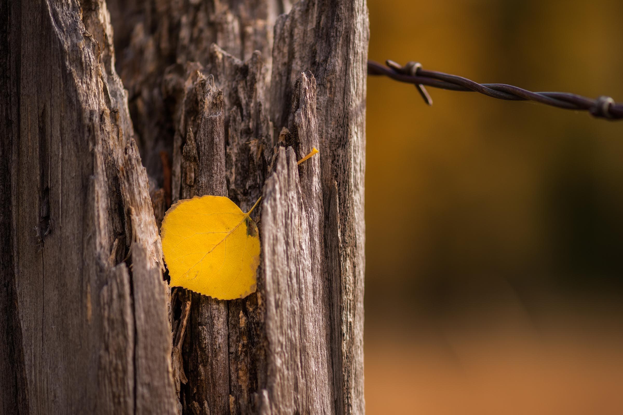 Photograph of Resting Leaf in San Juan Mountains, Colorado by Brent Goldman Photography