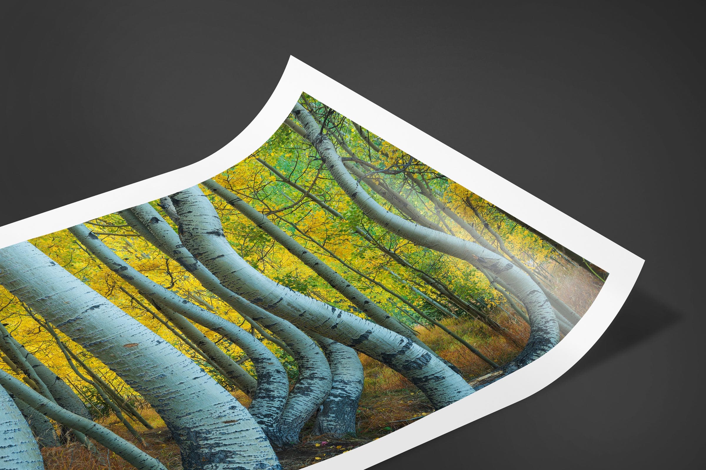 Fine art limited edition print of Bent Aspens in San Juan Mountains, Colorado by Brent Goldman Photography