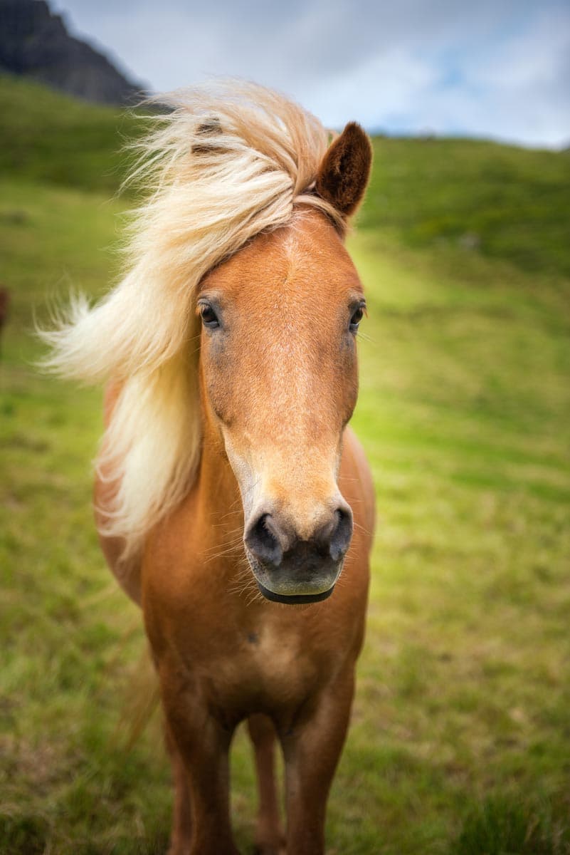 Photograph of Horse in Gasadalur, Faroe Islands by Brent Goldman Photography