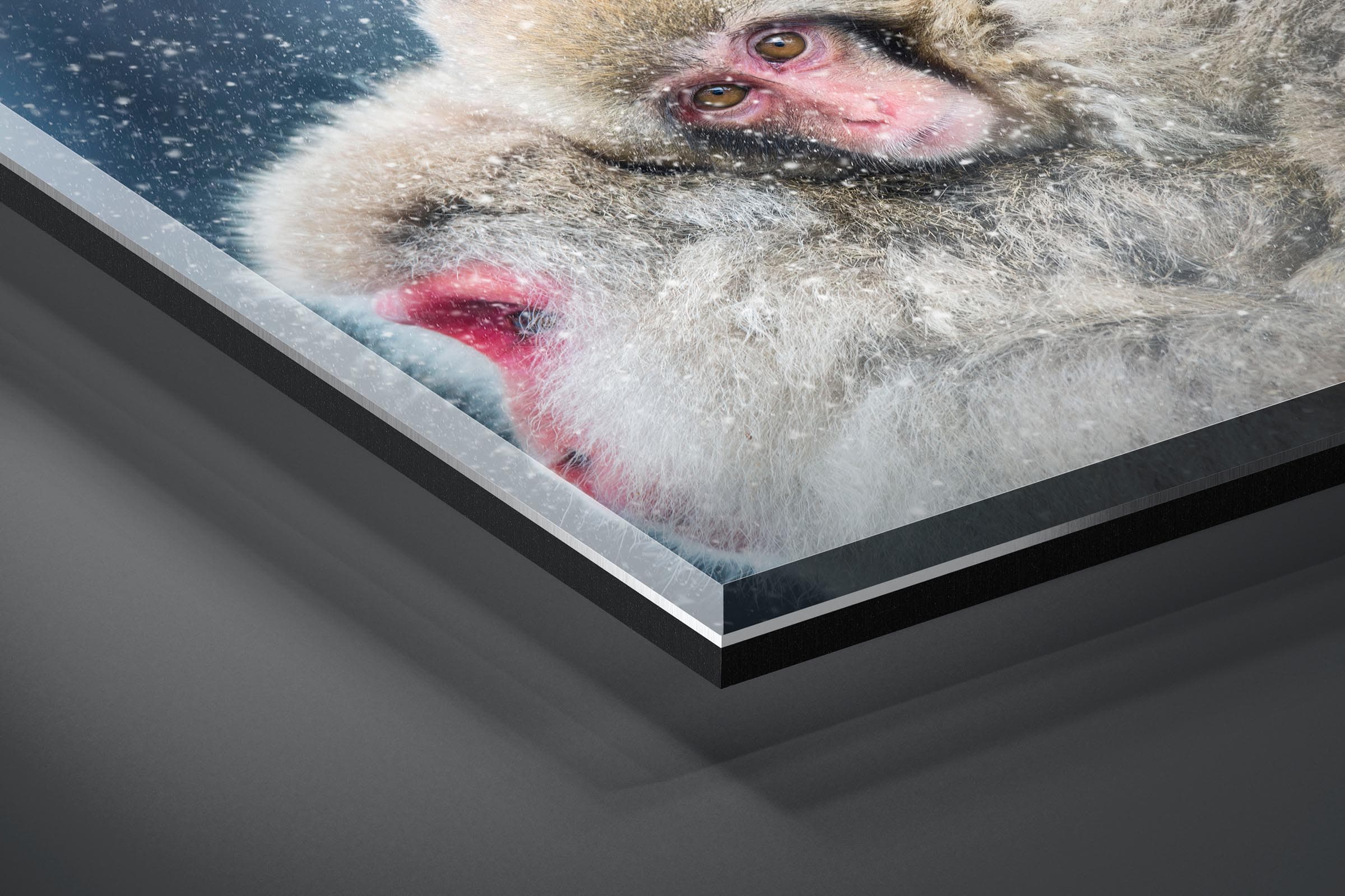 Fine art limited edition acrylic print of Snow Monkey in Nagano, Japan by Brent Goldman Photography