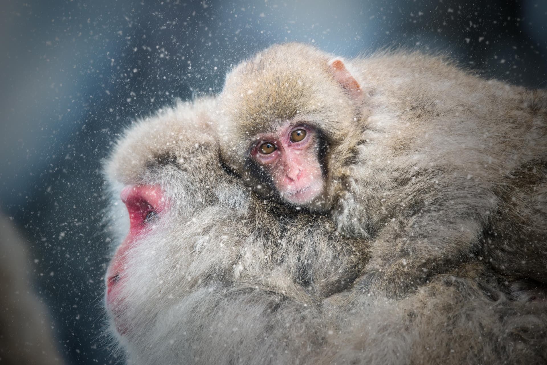 Photograph of Snow Monkey in Nagano, Japan by Brent Goldman Photography