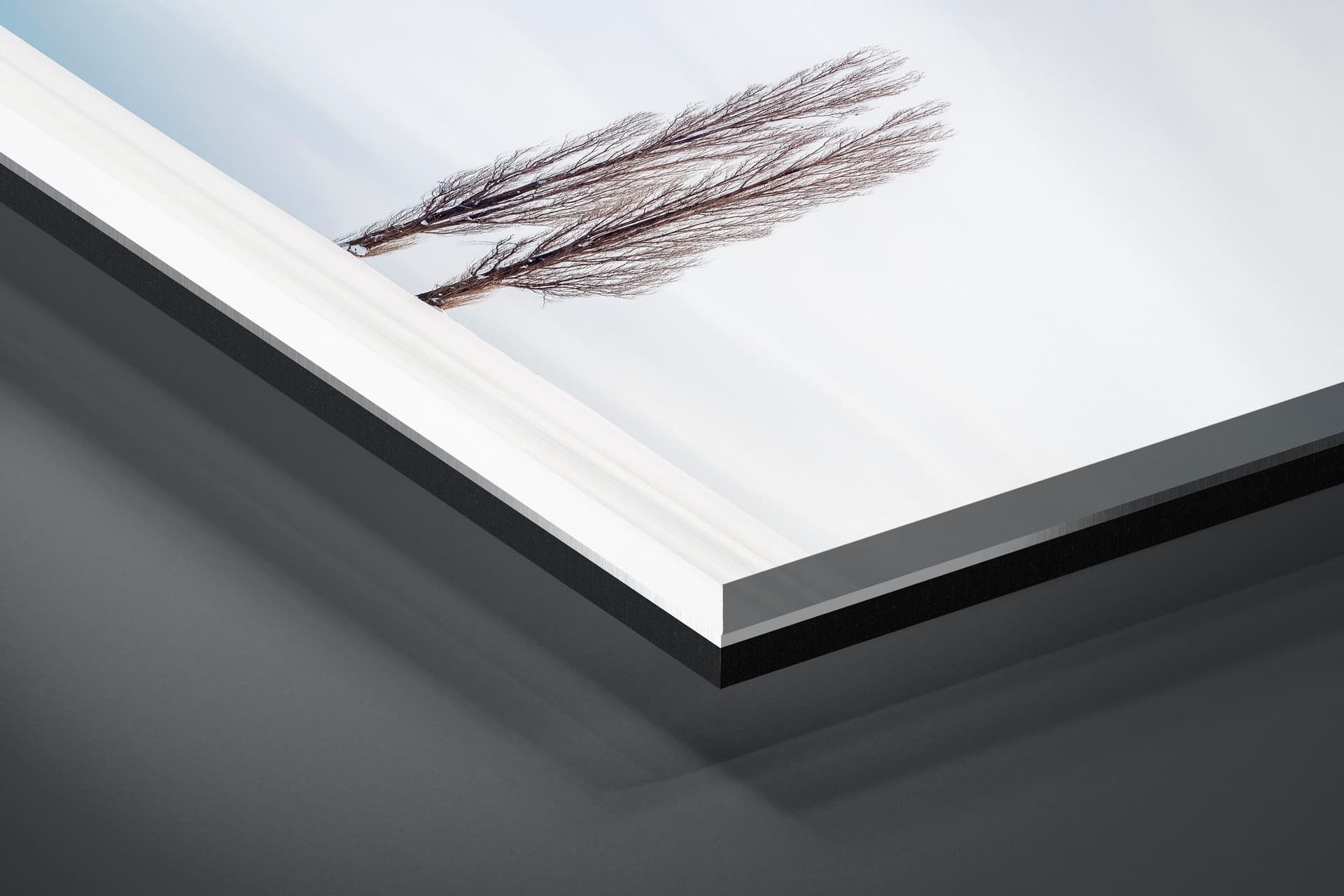 Fine art limited edition acrylic print of Trees in Biei, Japan by Brent Goldman Photography