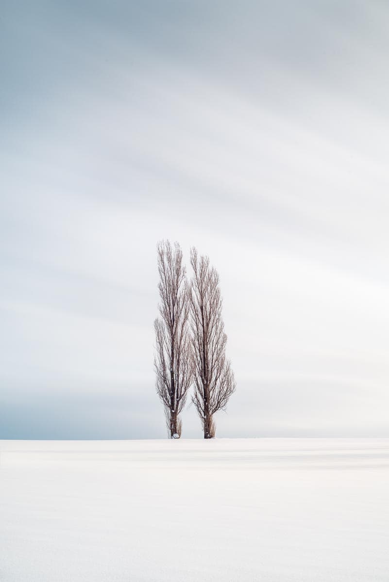 Photograph of Trees in Biei, Japan by Brent Goldman Photography