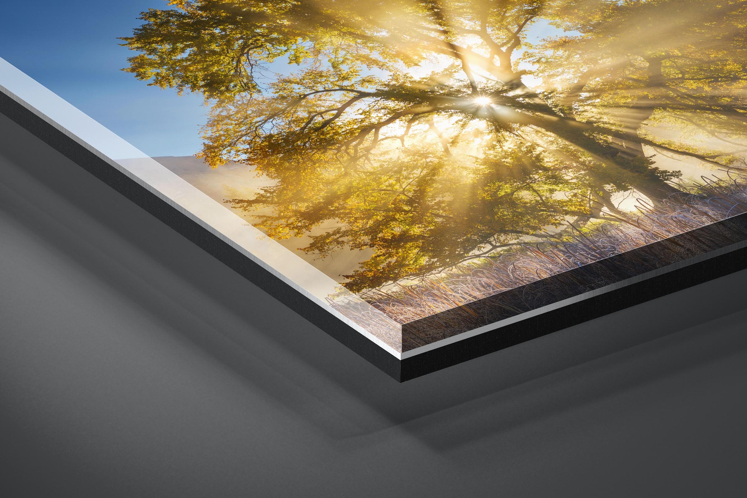 Fine art limited edition acrylic print of Oak Tree in Yosemite, California by Brent Goldman Photography