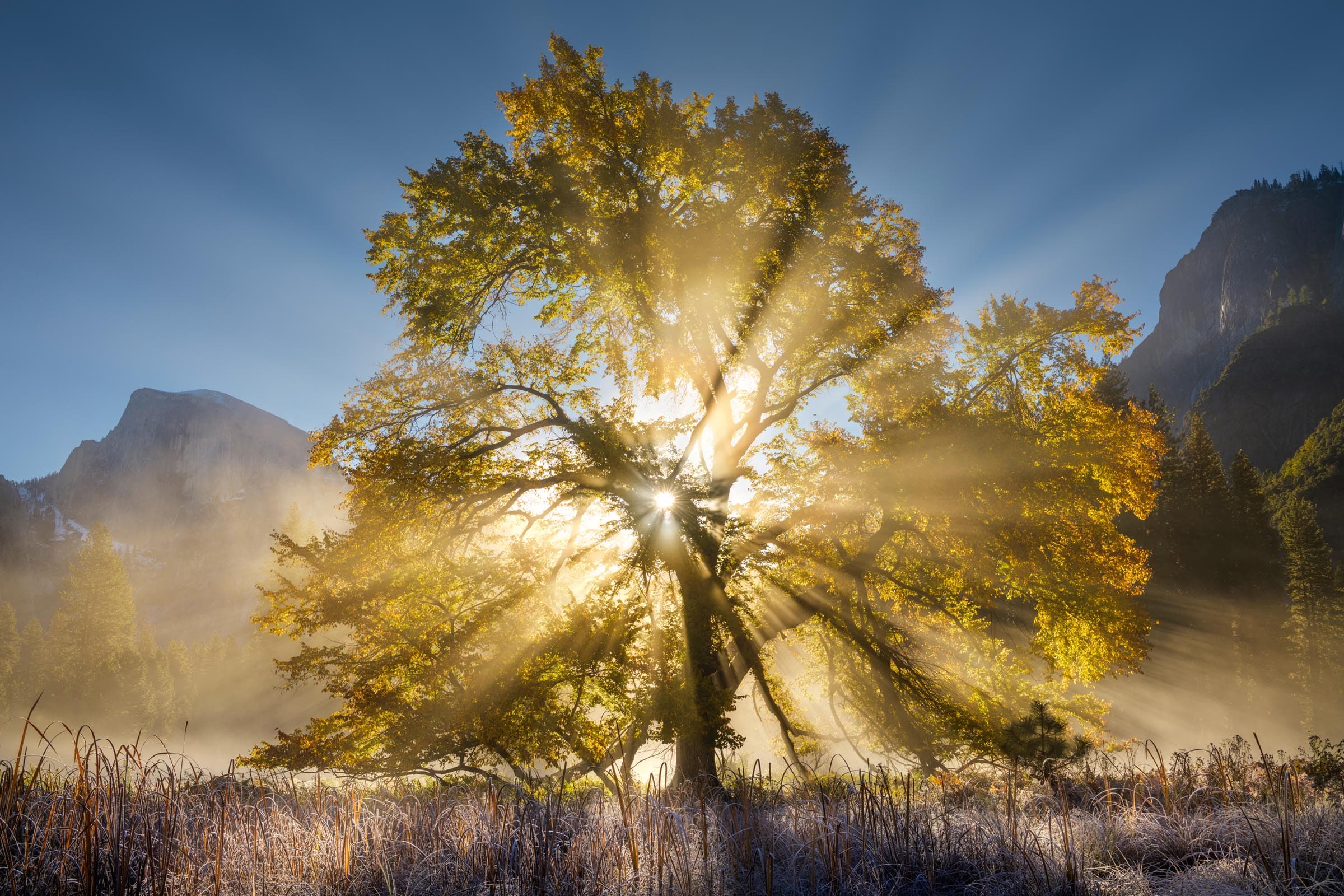 Photograph of Oak Tree in Yosemite, California by Brent Goldman Photography
