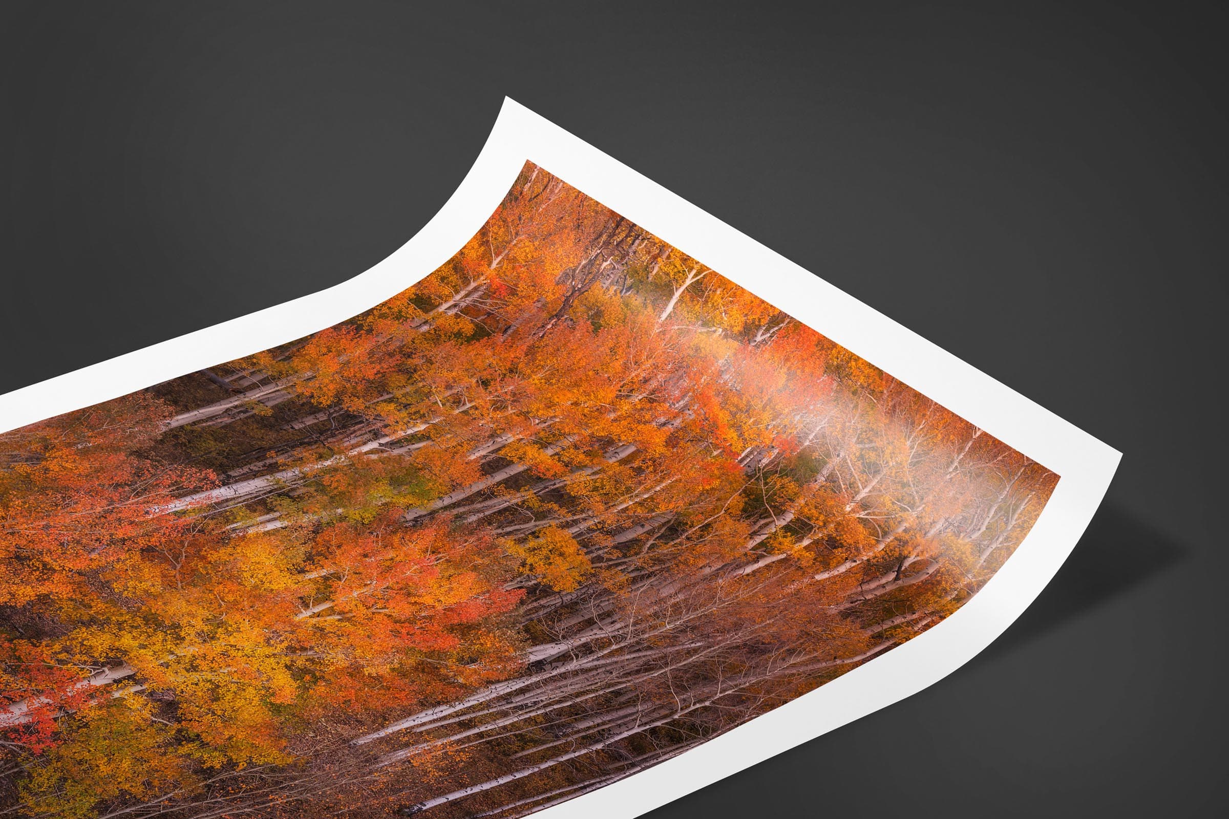 Fine art limited edition print of Aspens in San Juan Mountains, Colorado by Brent Goldman Photography