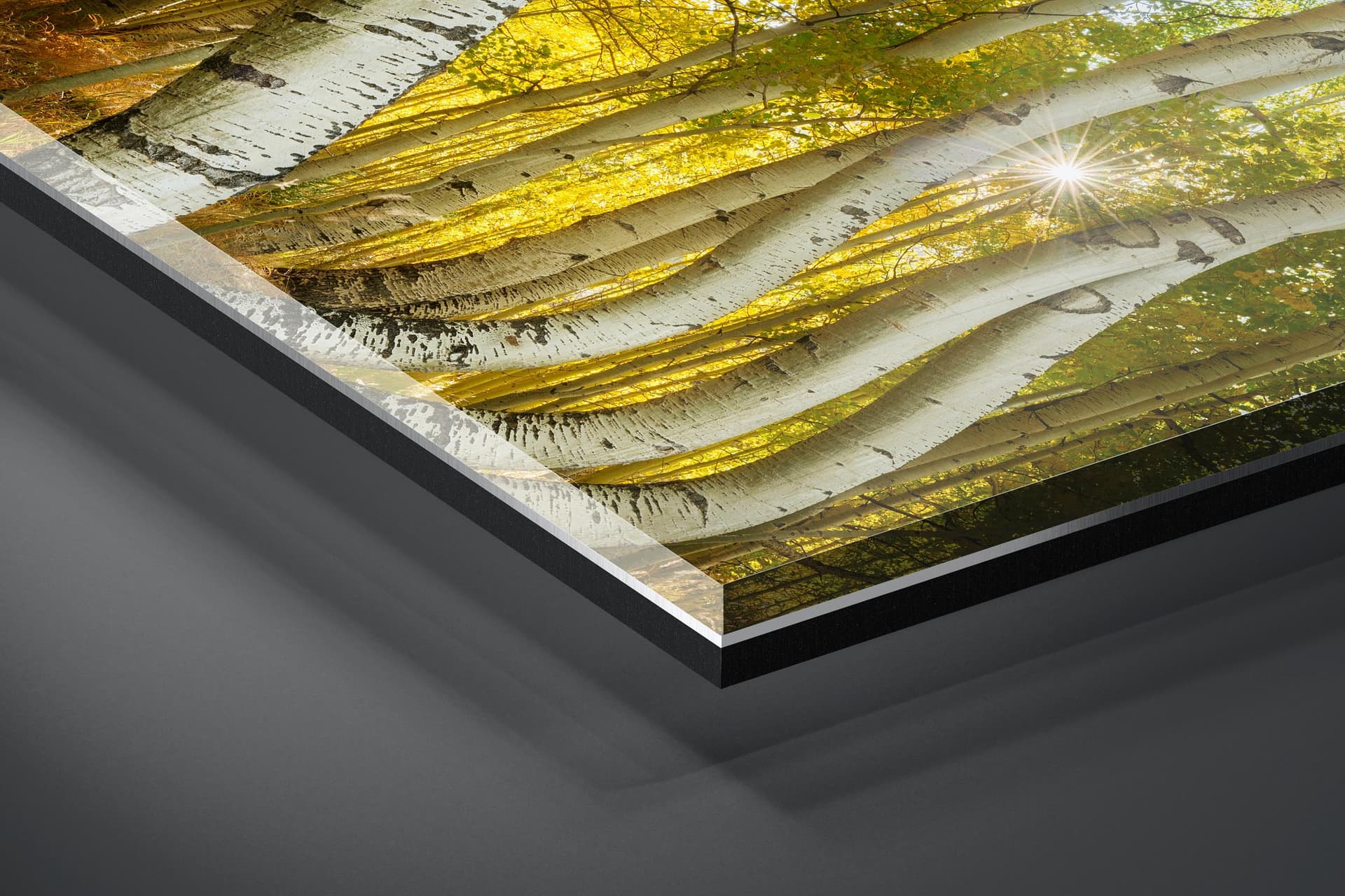 Fine art limited edition acrylic print of Bent Aspens in San Juan Mountains, Colorado by Brent Goldman Photography