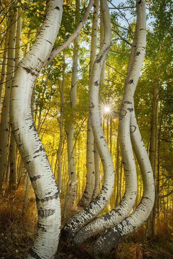 Photograph of Bent Aspens in San Juan Mountains, Colorado by Brent Goldman Photography