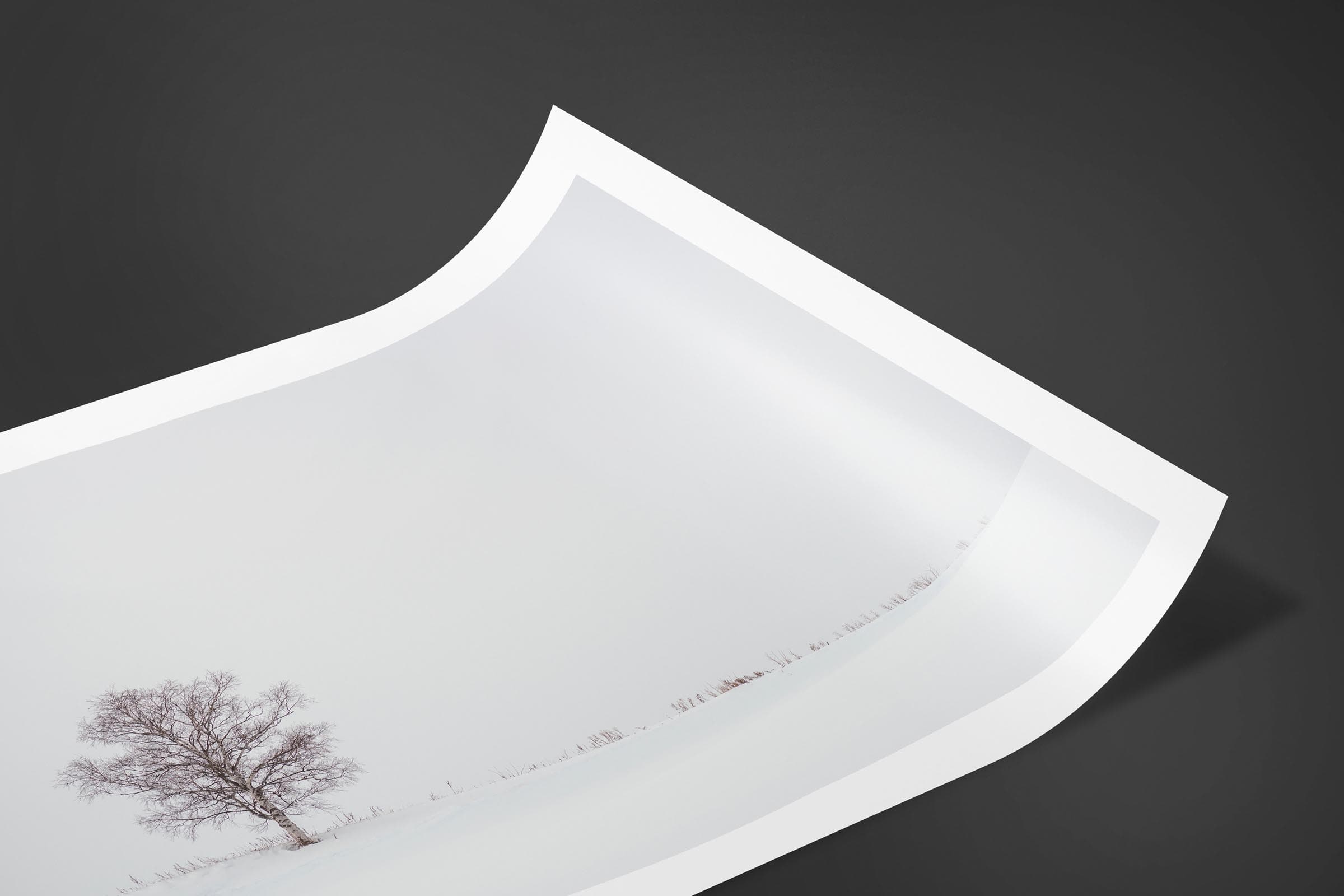 Fine art limited edition print of Lone Tree in Hokkaido, Japan by Brent Goldman Photography