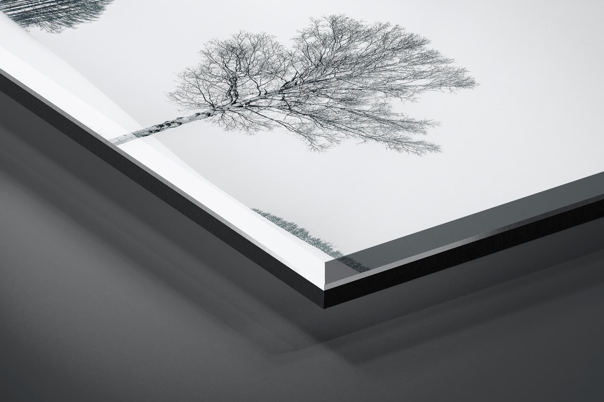 Fine art limited edition acrylic print of Tree in Biei, Japan by Brent Goldman Photography