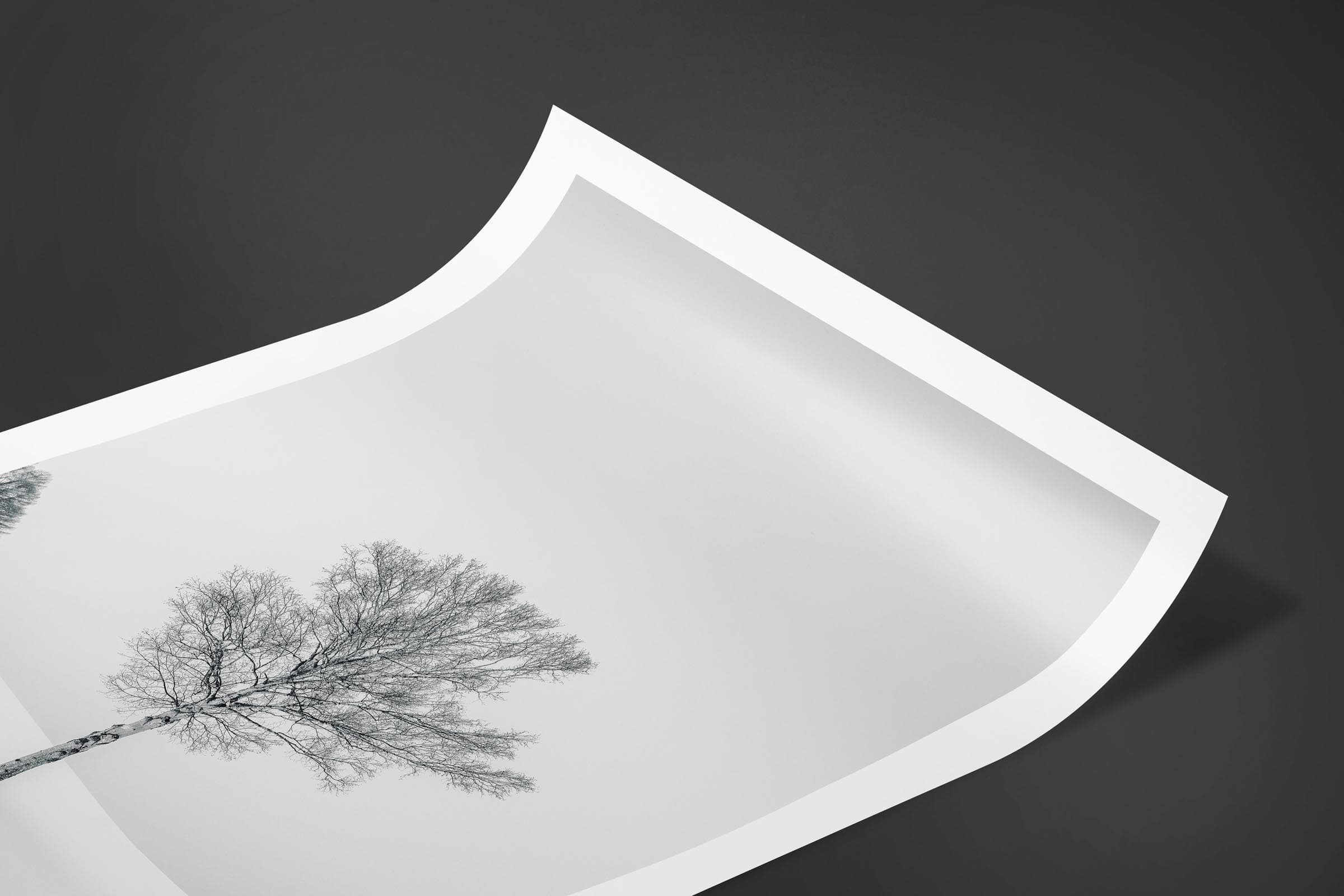 Fine art limited edition print of Tree in Biei, Japan by Brent Goldman Photography