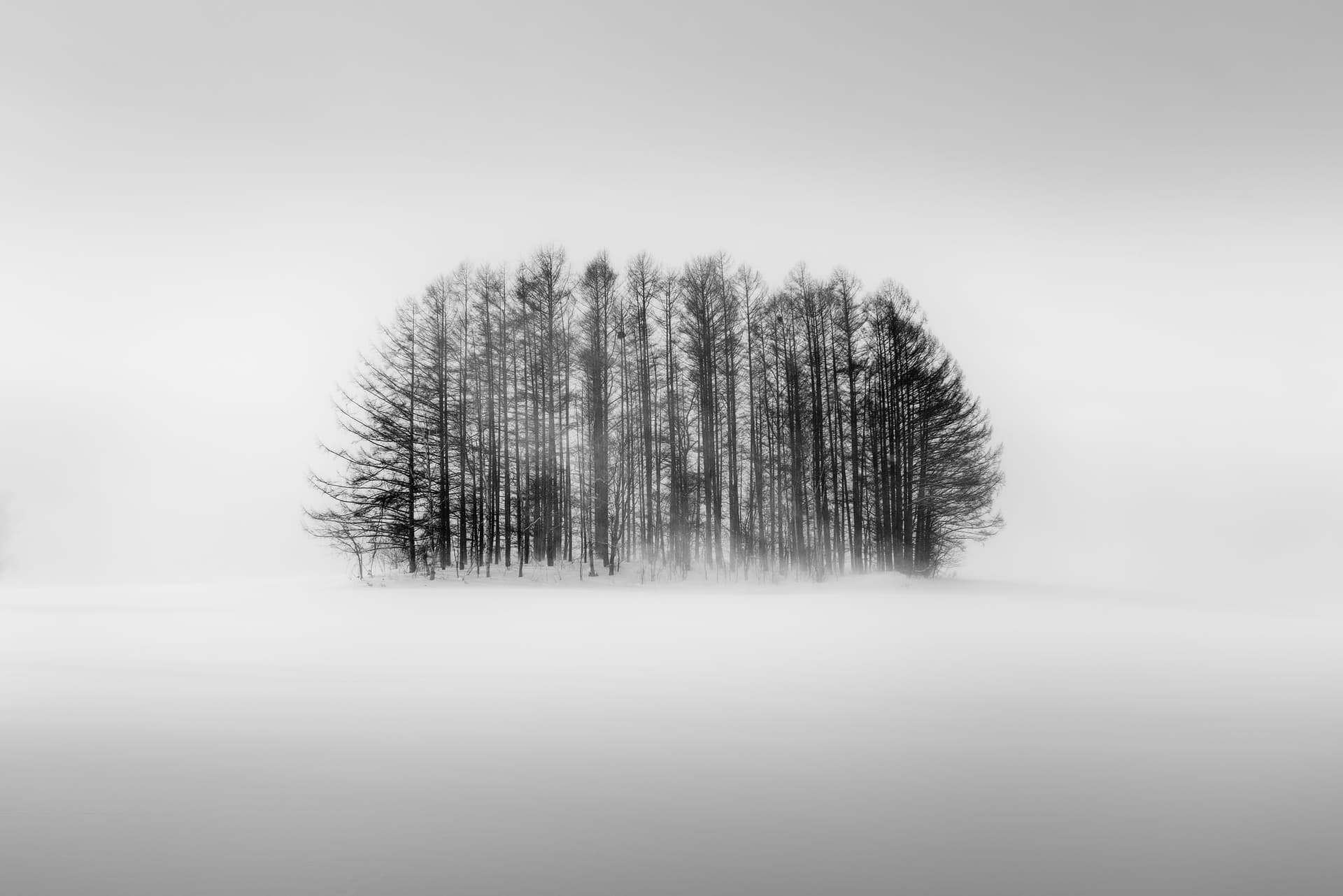 Photograph of Trees in Biei, Japan by Brent Goldman Photography