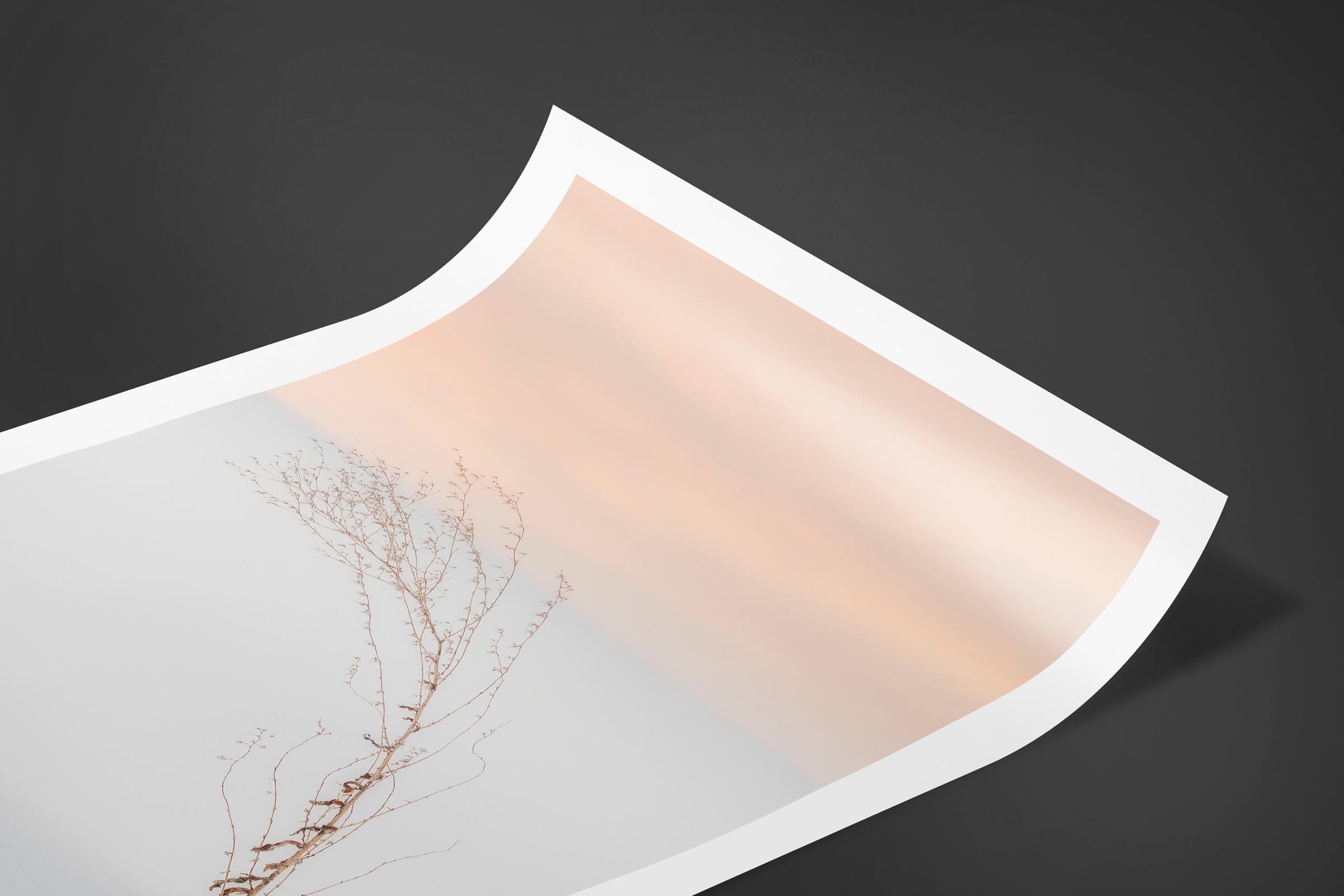 Fine art limited edition print of Plant in Biei, Japan by Brent Goldman Photography