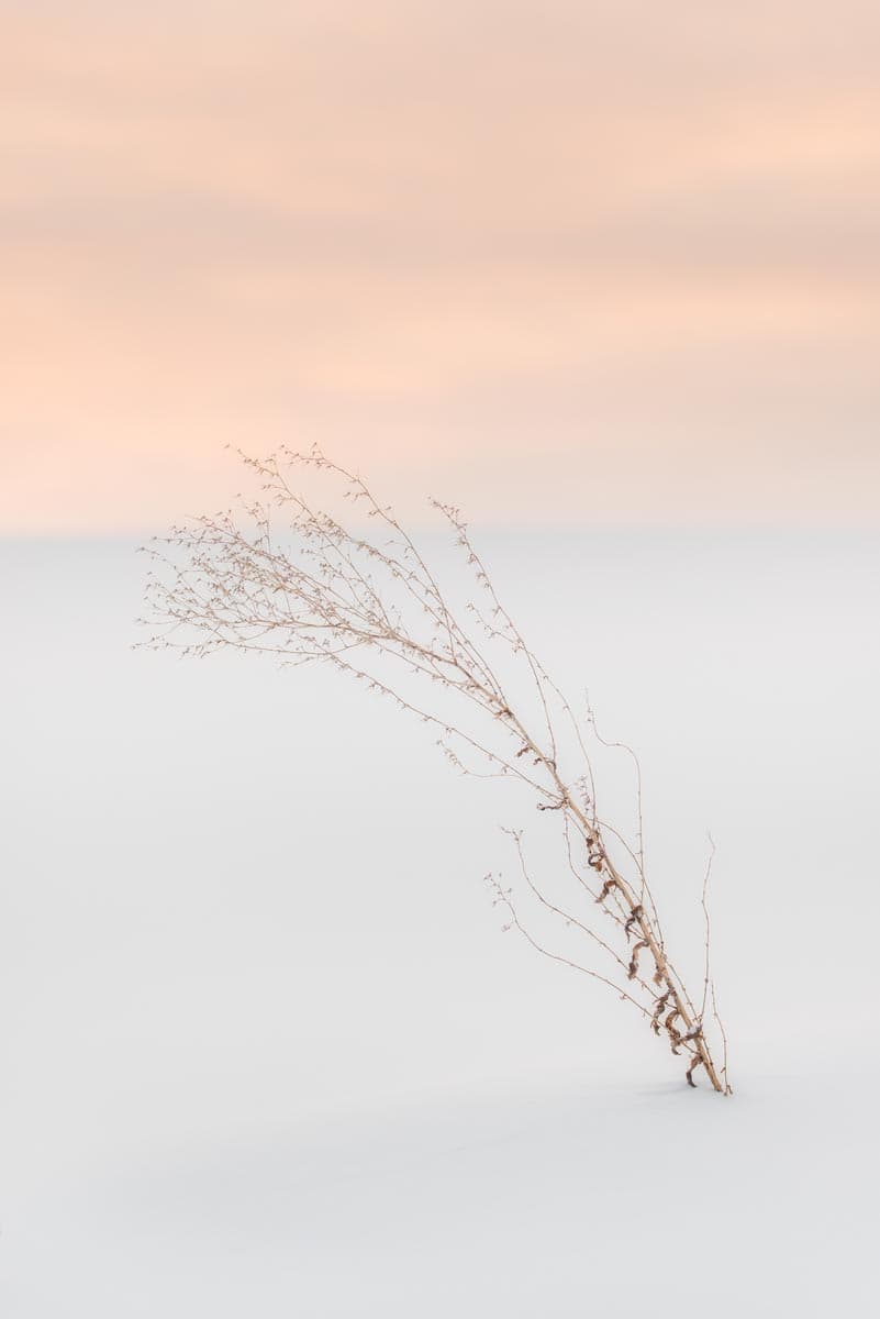 Photograph of Plant in Biei, Japan by Brent Goldman Photography